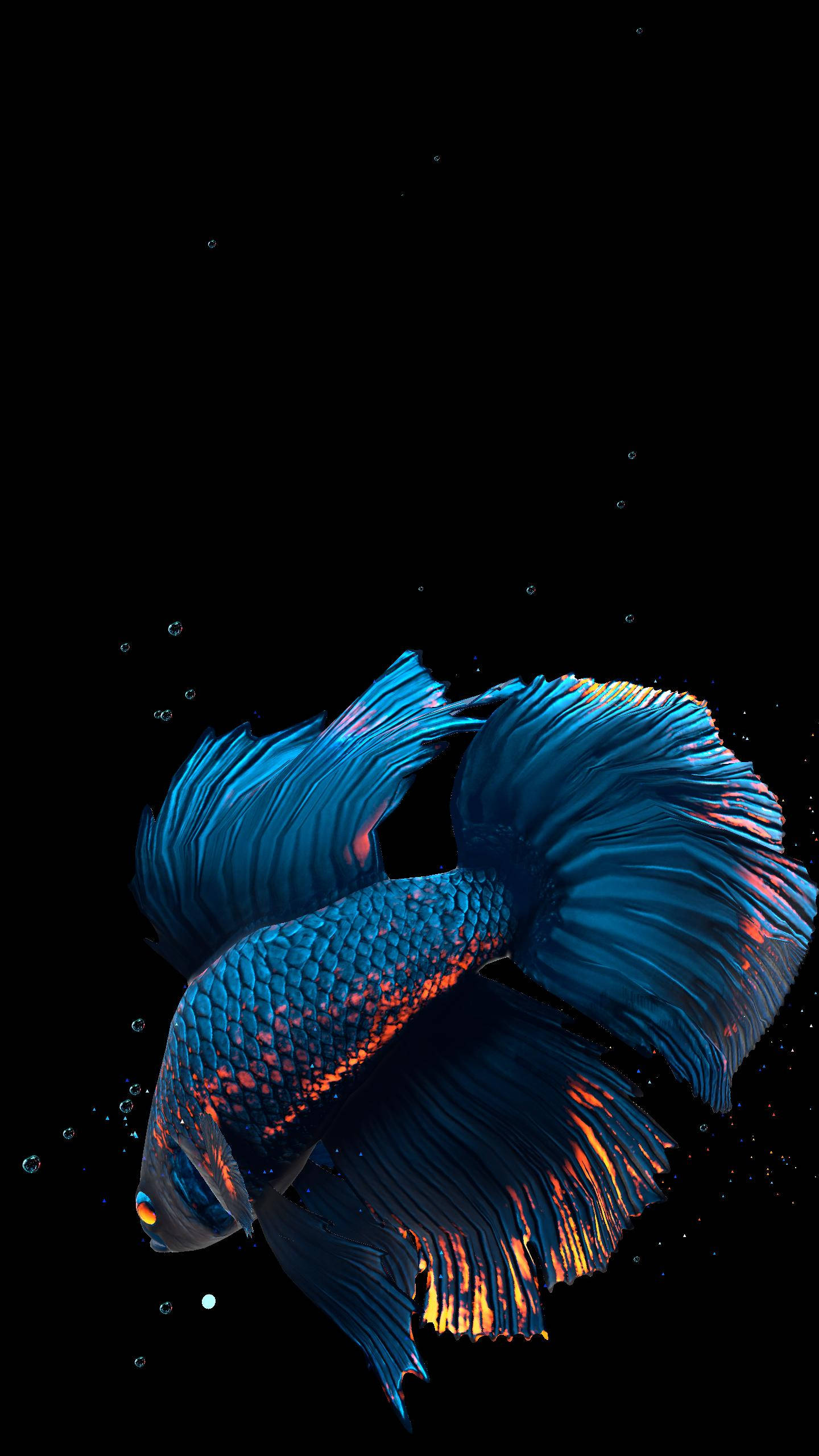 魚 桌布 壁紙 — 一條充滿活力的藍色鬥魚，帶有火熱的橙色點綴，在帶有浮動氣泡的漆黑背景上優雅地游動。