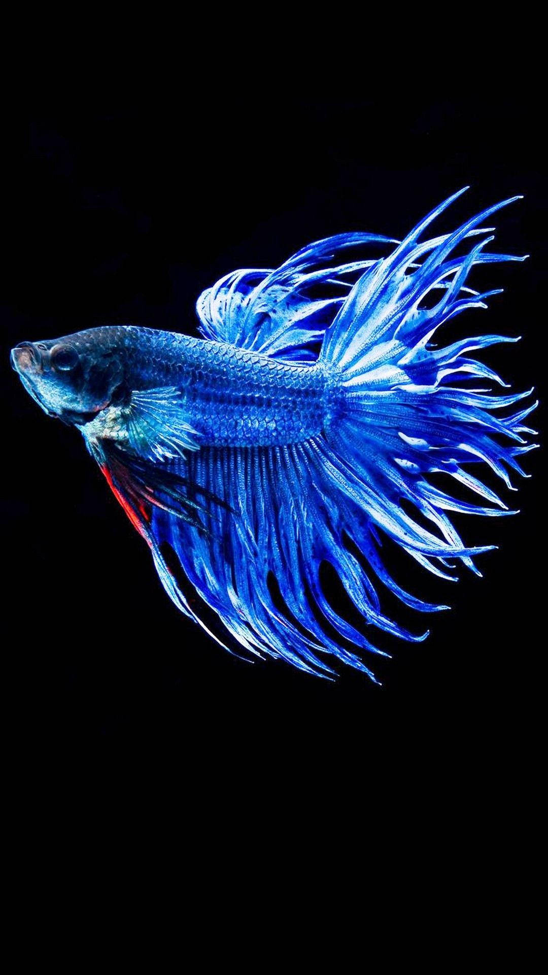 3D iPhone 壁紙 桌布 壁紙 — 一條充滿活力的藍色鬥魚，擁有流動的魚鰭，在純黑色背景上發光。