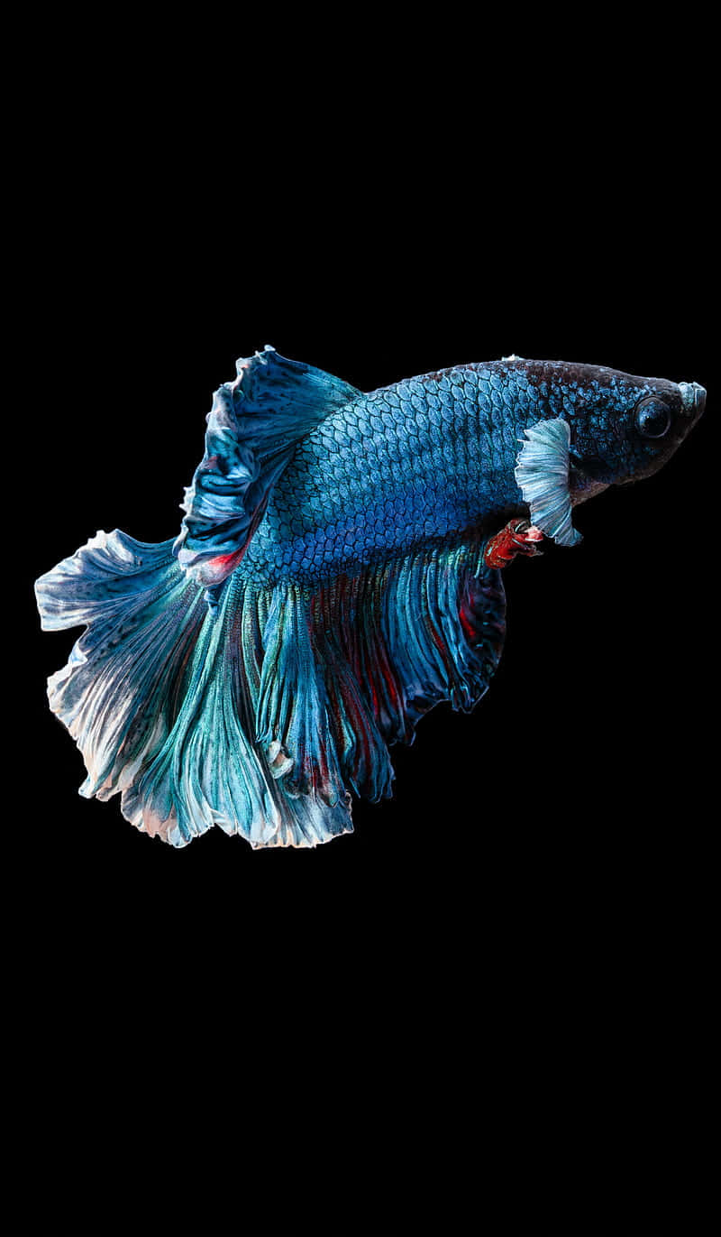 Best Fish 桌布 壁紙 — 一條充滿活力的藍色鬥魚，擁有流動的魚鰭和紅色點綴，在純黑背景下游泳。