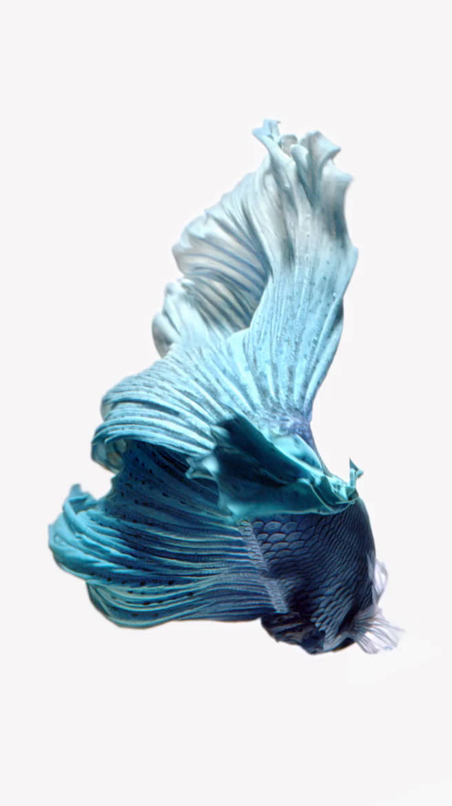 魚 桌布 壁紙 — 一條充滿活力的藍色鬥魚，擁有流動的魚鰭，在純白色背景上優雅地游動。
