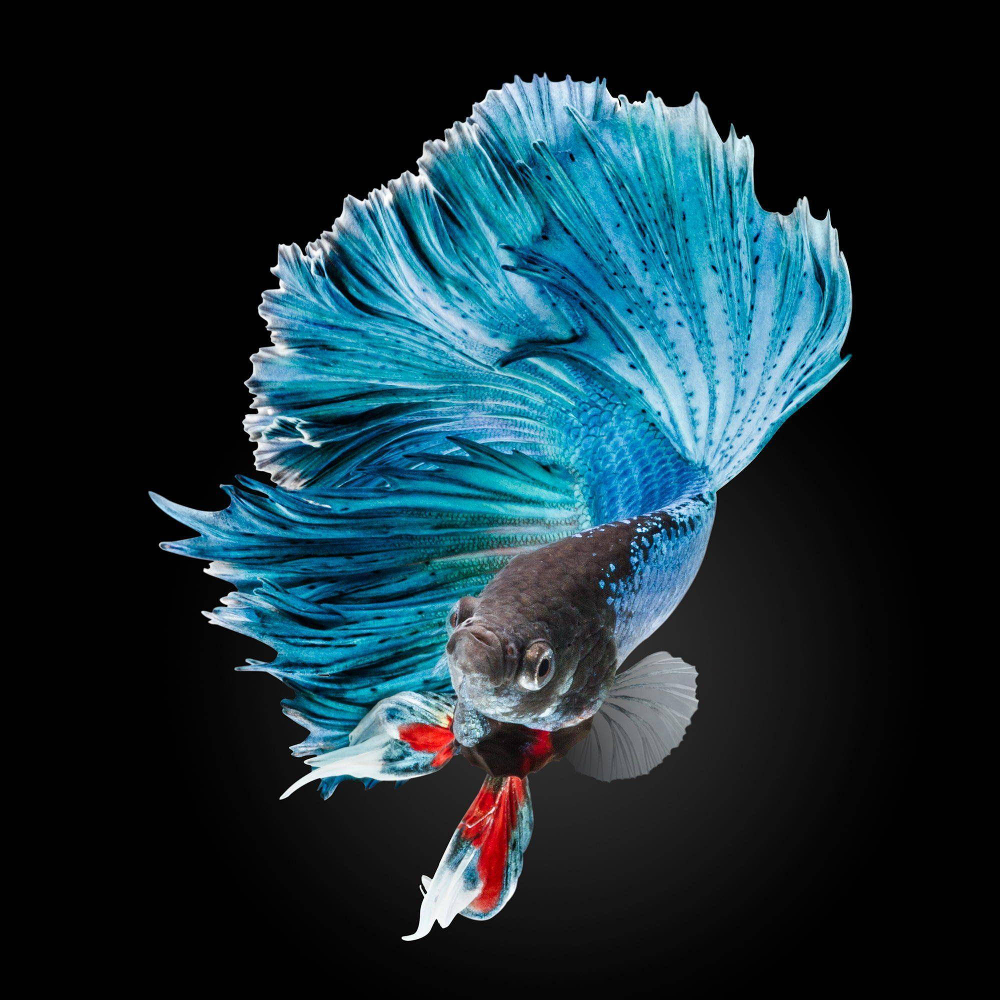 Betta Fish 桌布 壁紙 — 一條充滿活力的藍色鬥魚，擁有流動的魚鰭和紅色點綴，在純黑背景下游動。