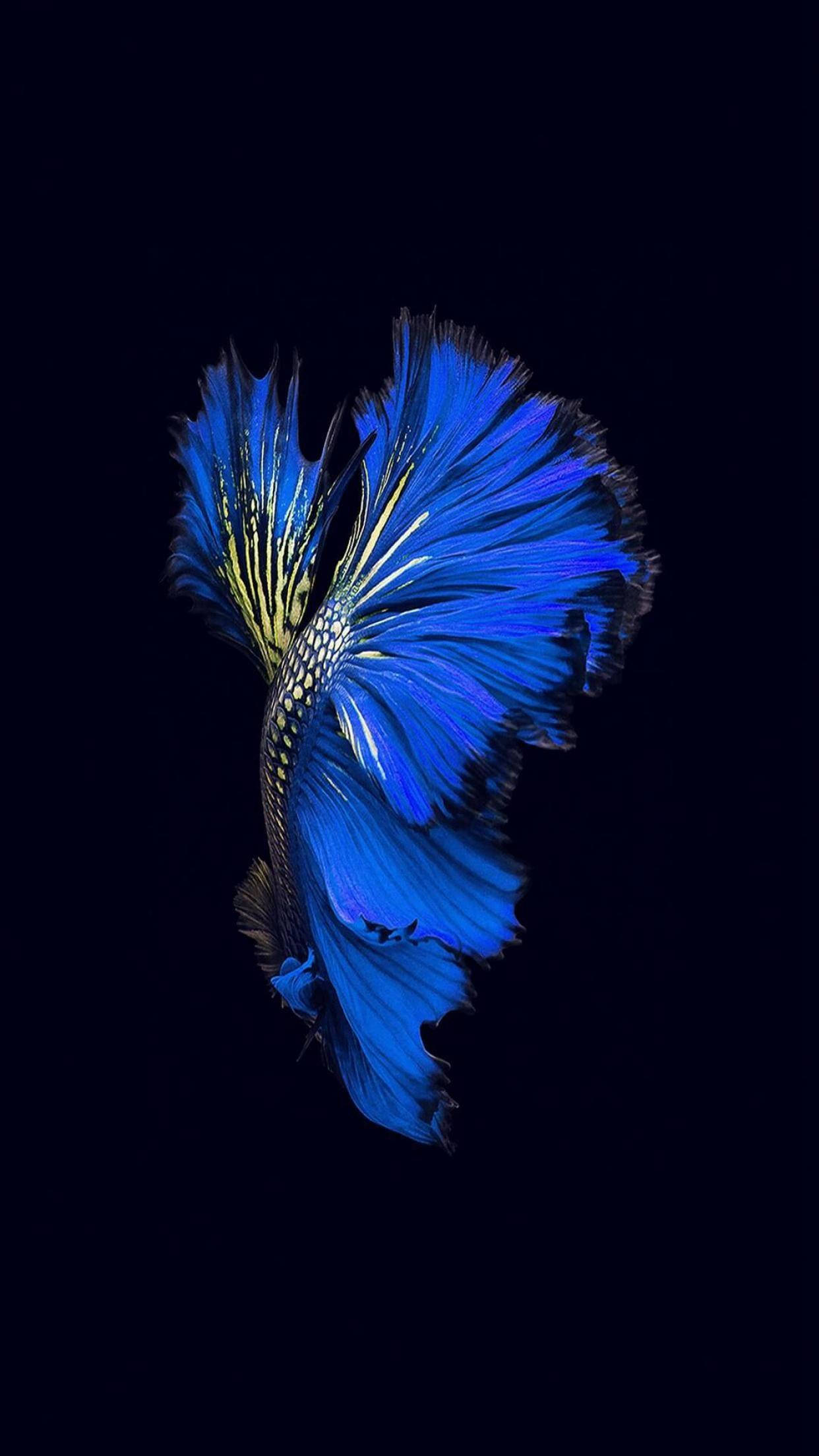 iPhone 動態 桌布 壁紙 — 一條充滿活力的藍色鬥魚，擁有流動的魚鰭，在深黑色背景中閃耀。