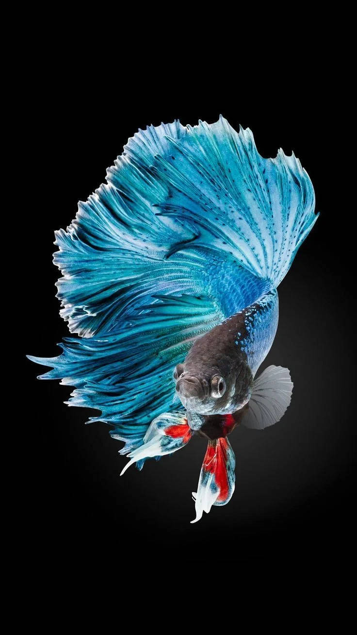 動物 桌布 壁紙 — 一條充滿活力的藍色鬥魚，擁有流動的魚鰭和紅色尾巴，在純黑色背景下閃耀。