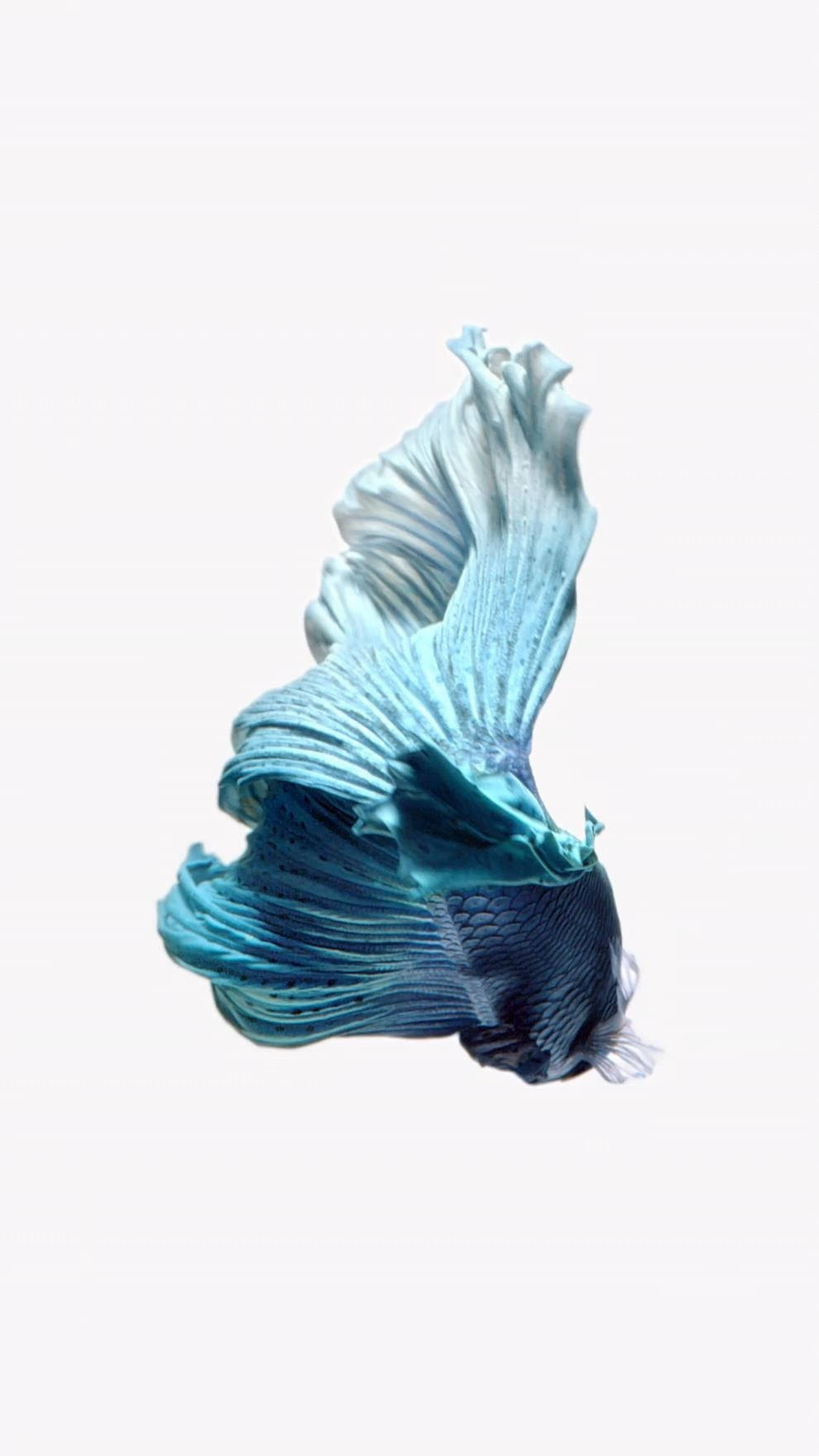 動物 桌布 壁紙 — 一條充滿活力的藍色鬥魚，擁有流暢的魚鰭，在純白色背景上優雅地游動。