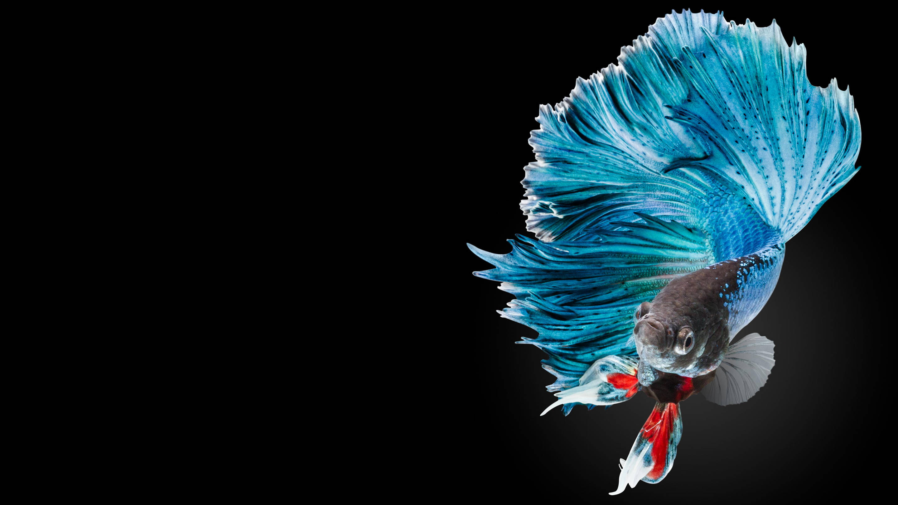 Betta Fish 桌布 壁紙 — 一條充滿活力的藍色鬥魚，擁有流暢的魚鰭和紅色尾巴，在純黑色背景上滑行。