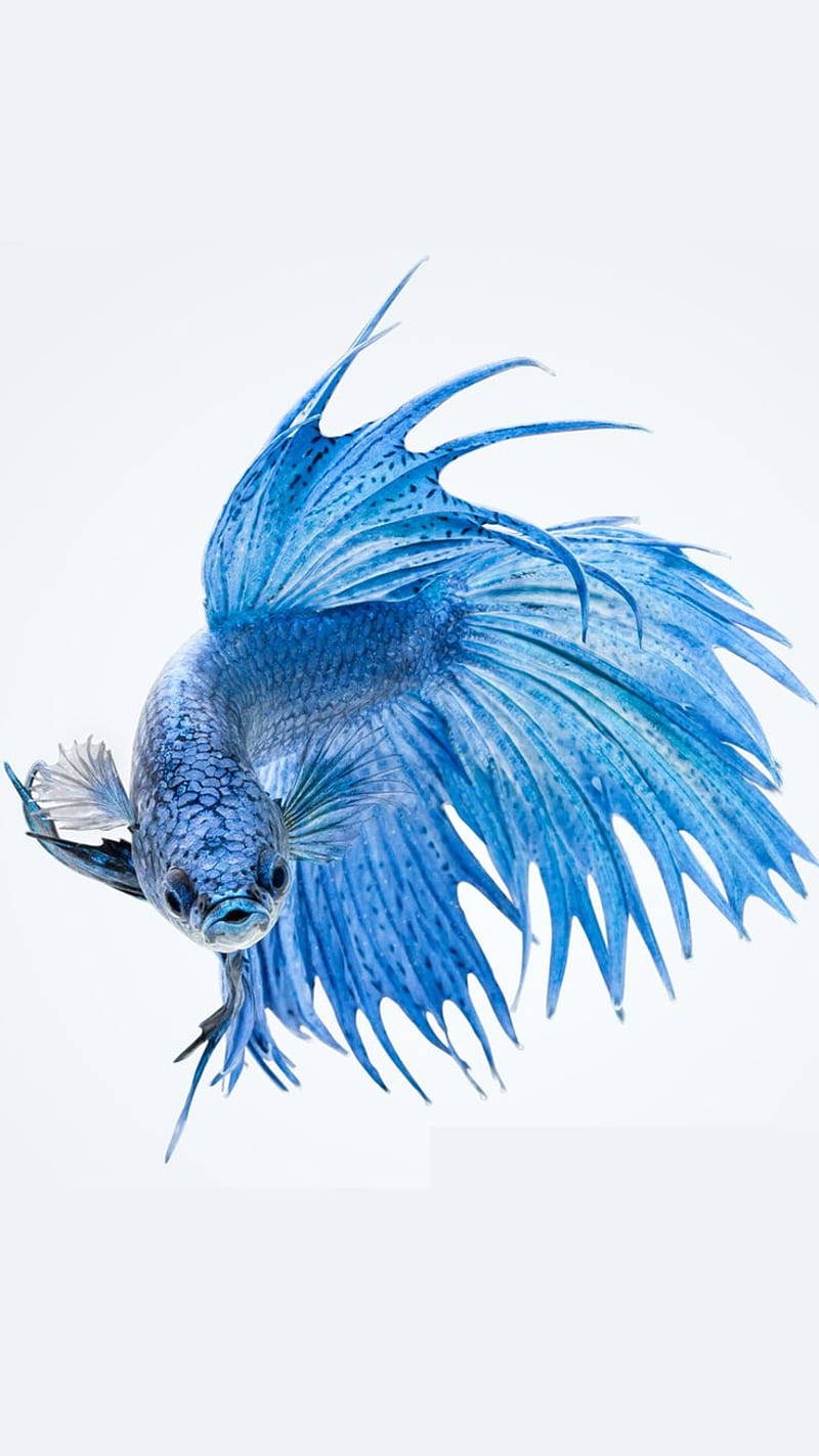 魚 桌布 壁紙 — 一條充滿活力的藍色鬥魚，擁有流暢的魚鰭，在純白色背景上優雅地游動。