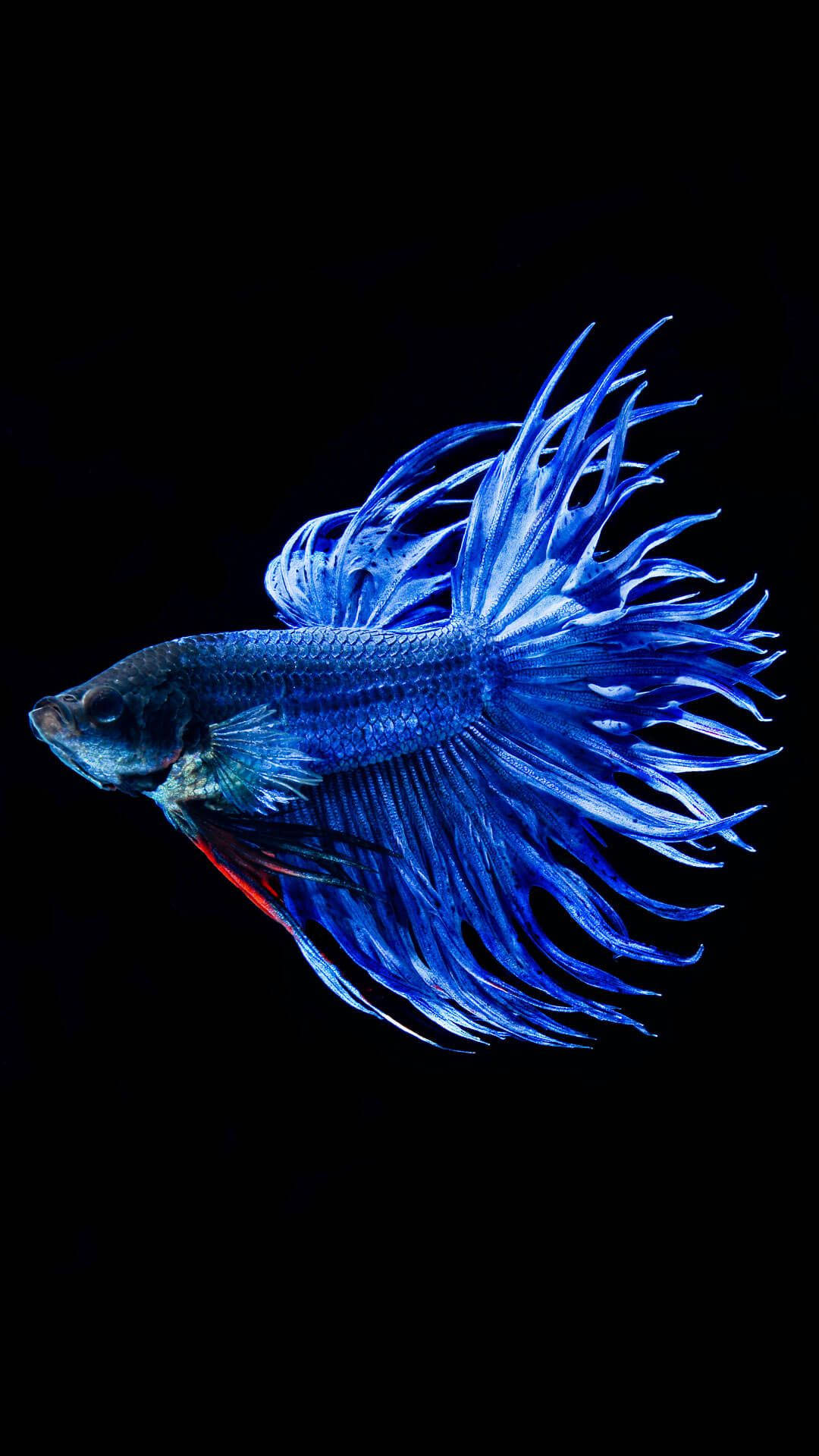 酷魚 桌布 壁紙 — 一條充滿活力的藍色鬥魚，魚鰭飄逸，在純黑色背景上發光。