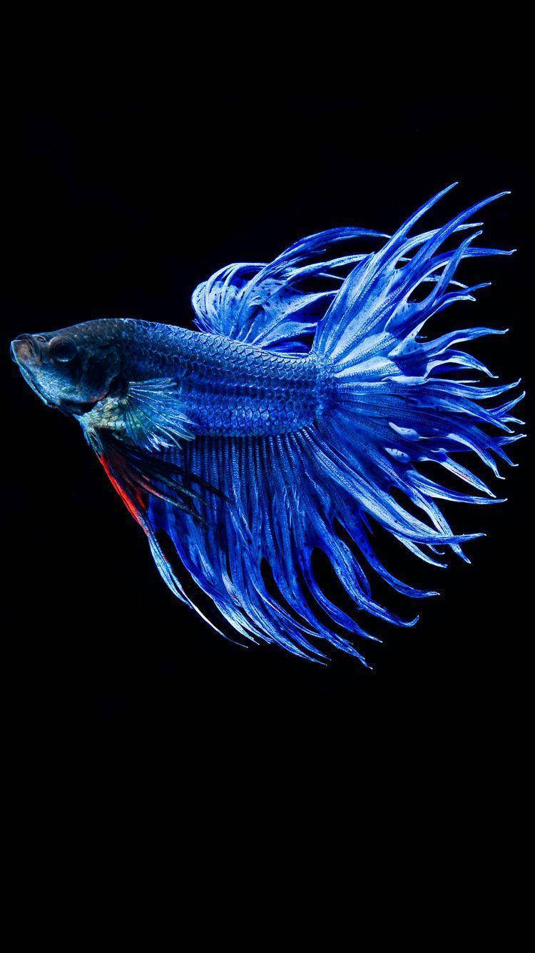 魚 桌布 壁紙 — 一條充滿活力的藍色鬥魚，魚鰭飄逸，在純黑色背景上閃耀。