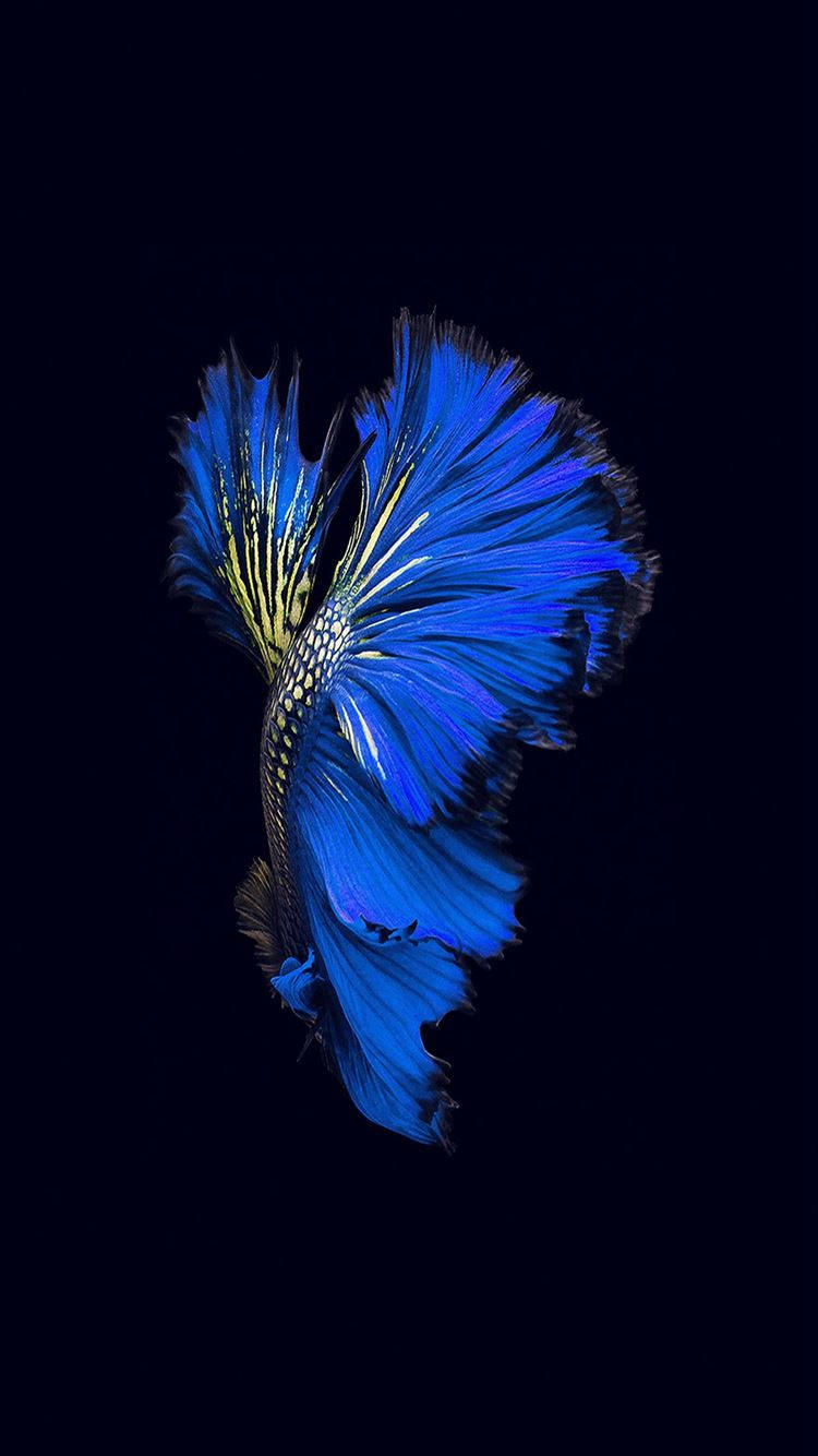 iPhone 6s 動態 桌布 壁紙 — 一條充滿活力的藍色鬥魚，魚鰭飄逸，在深黑色背景中閃耀。