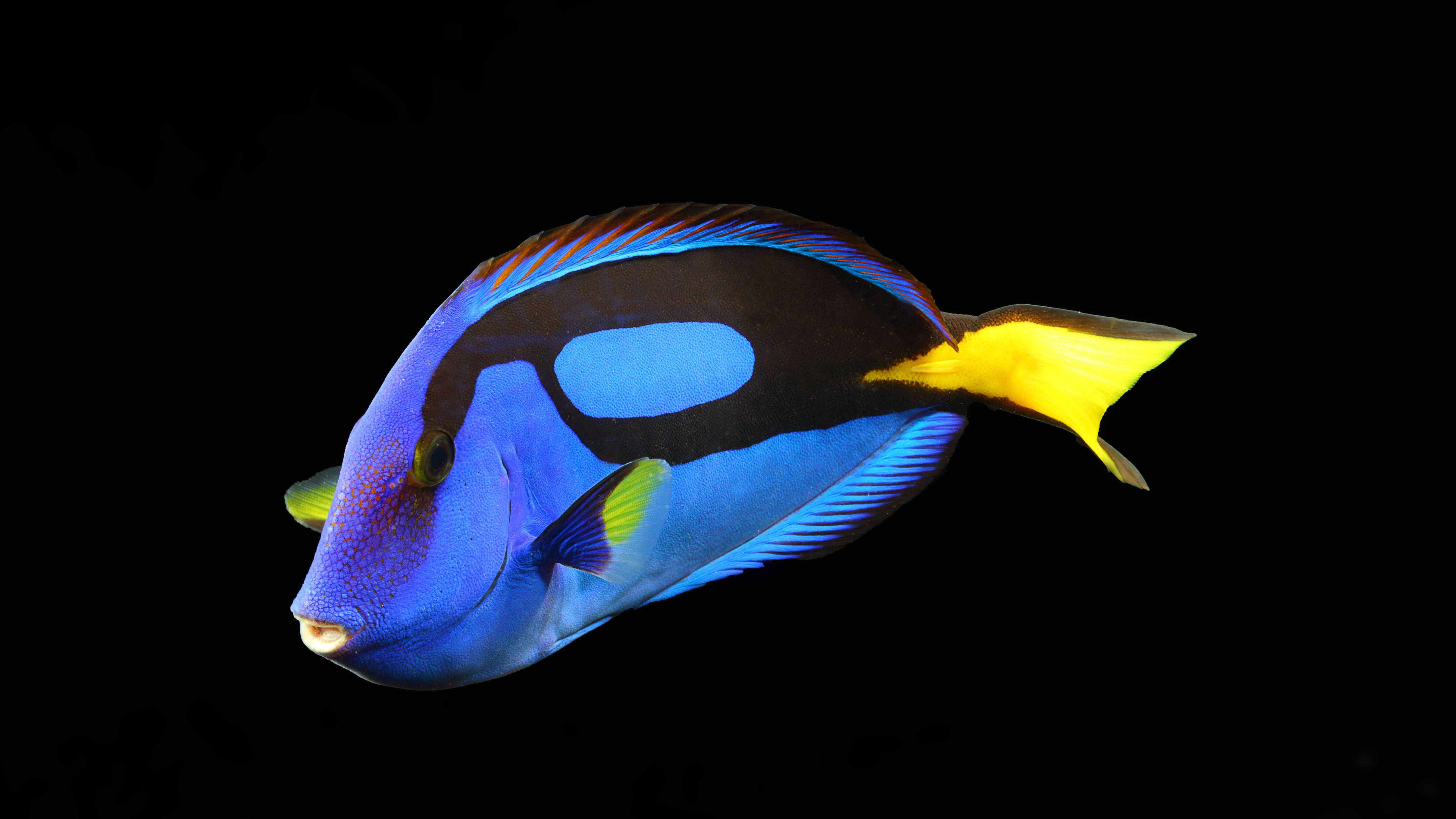 魚 桌布 壁紙 — 一條充滿活力的藍黃吊魚在純黑色背景下游泳，展現其鮮豔色彩和流線型體態。