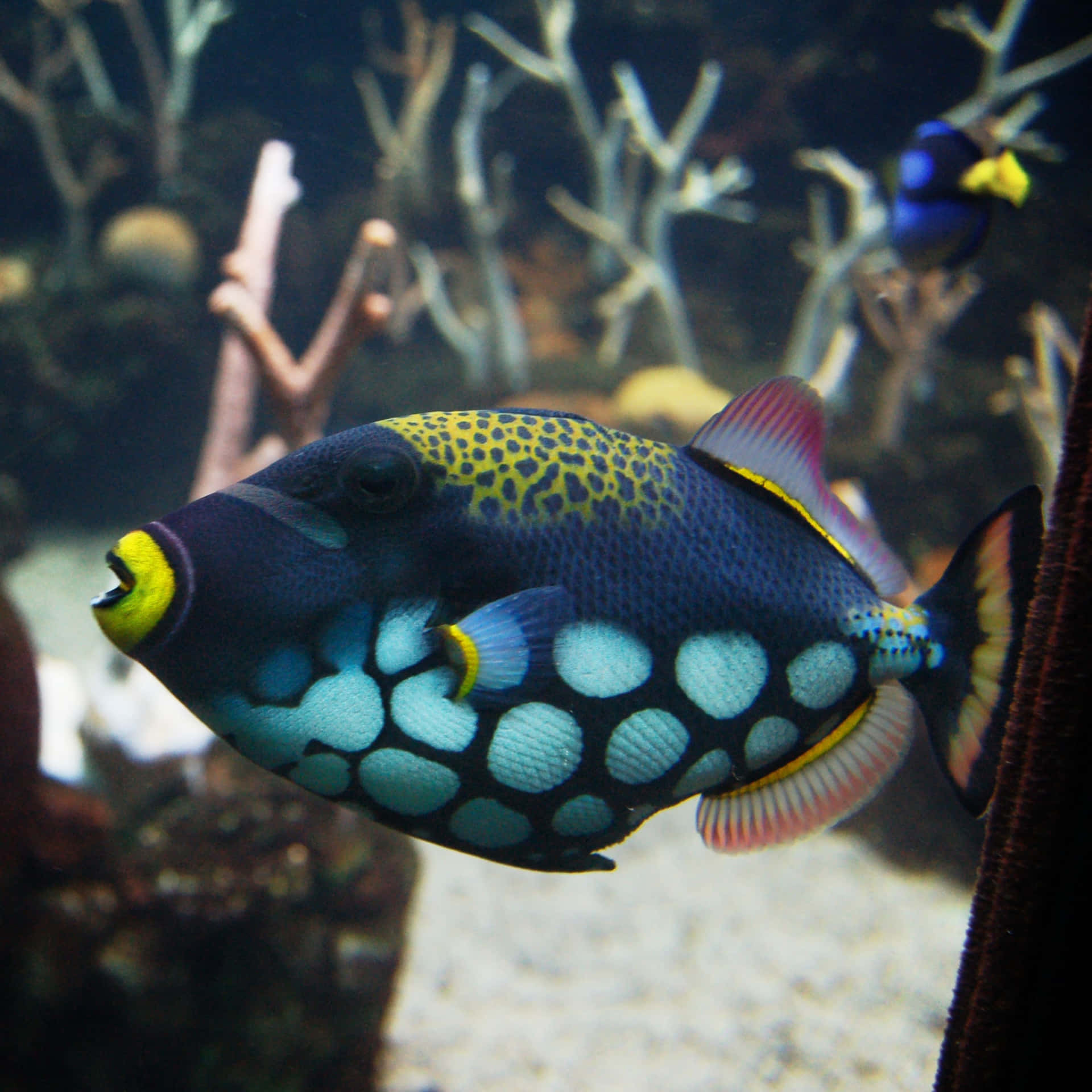 魚 桌布 壁紙 — 一條充滿活力的藍黃斑點箱魨在光線昏暗的水族箱中優雅地游過珊瑚枝。