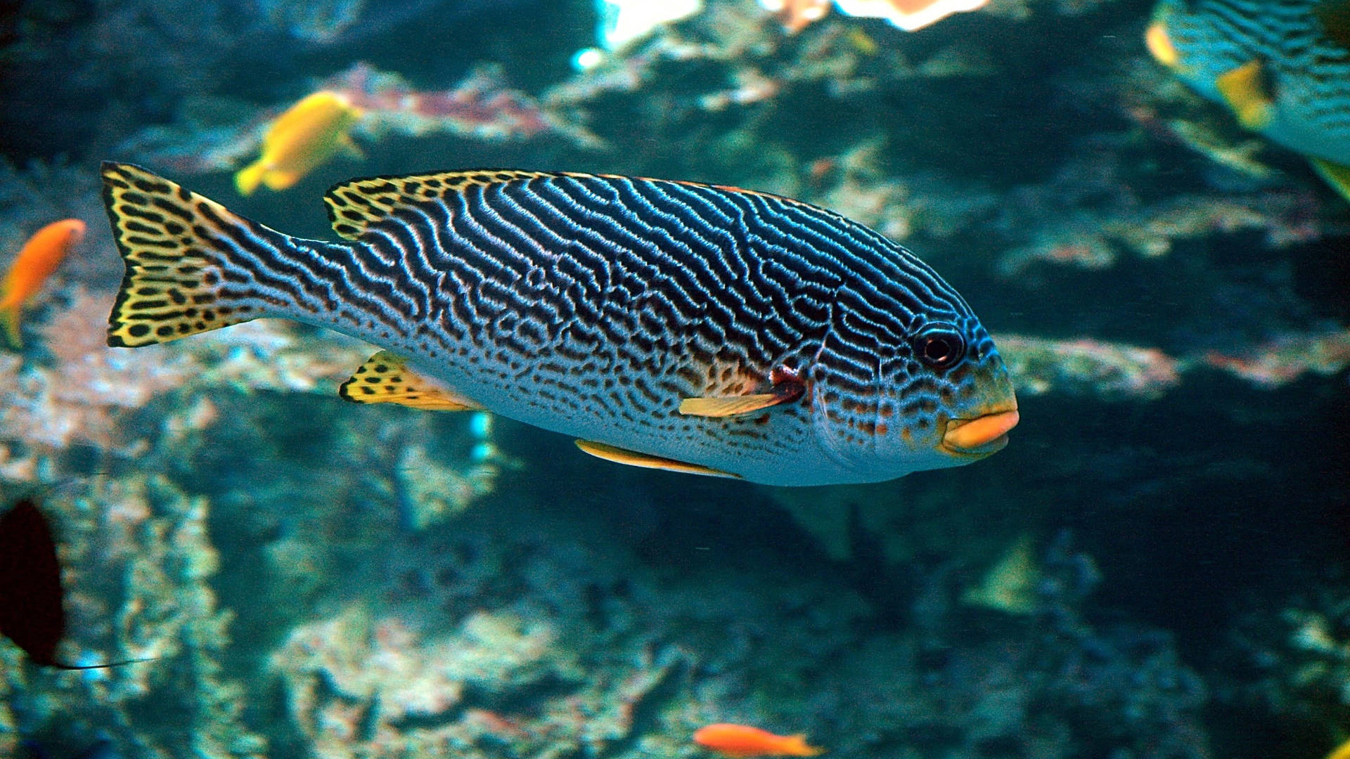 Aquarium 桌布 壁紙 — 一條充滿活力的藍黃條紋魚在色彩繽紛、生機勃勃的珊瑚礁中優雅地游動。