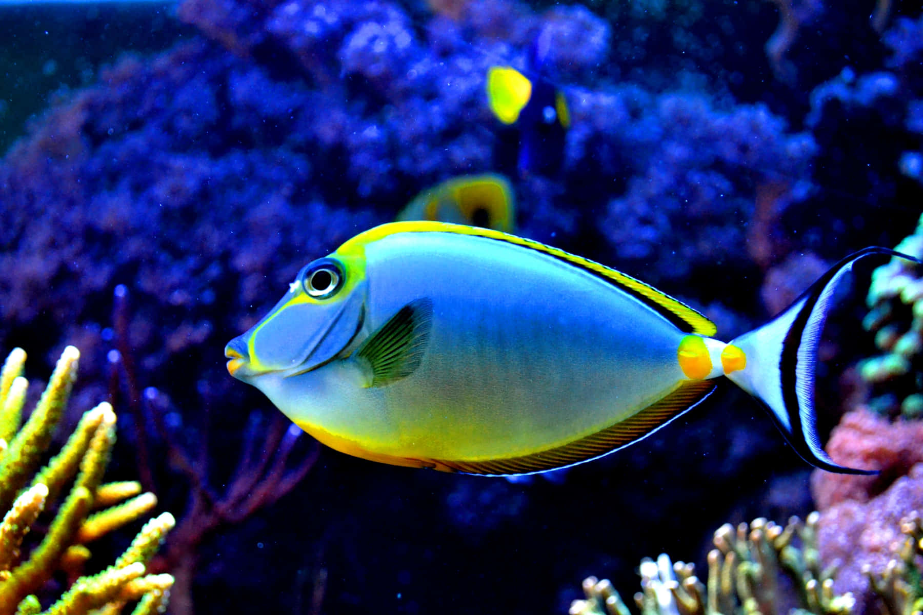 魚 桌布 壁紙 — 一條充滿活力的藍黃色刺尾魚在深藍色海底場景中，優雅地穿梭於色彩繽紛的珊瑚群之間。