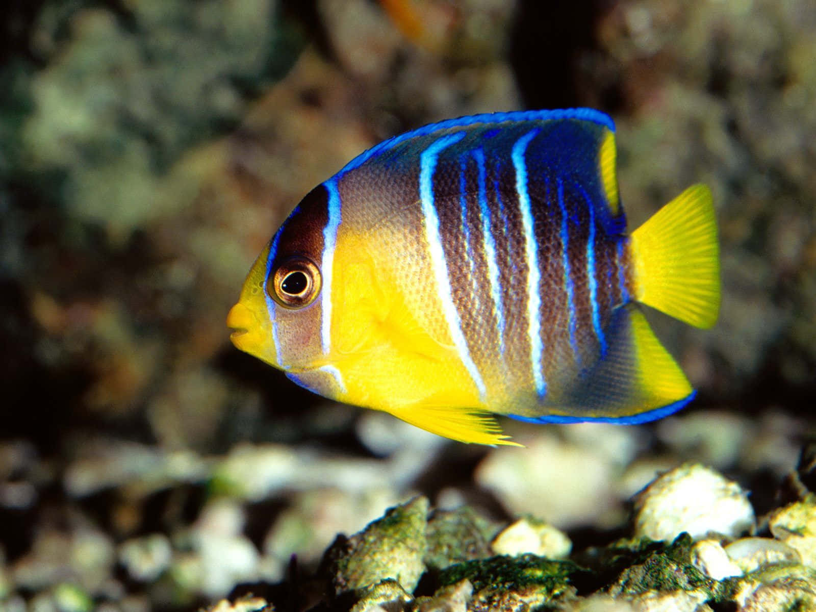 魚 桌布 壁紙 — 一條充滿活力的藍黃色神仙魚在柔和的燈光下優雅地游近岩石珊瑚礁。