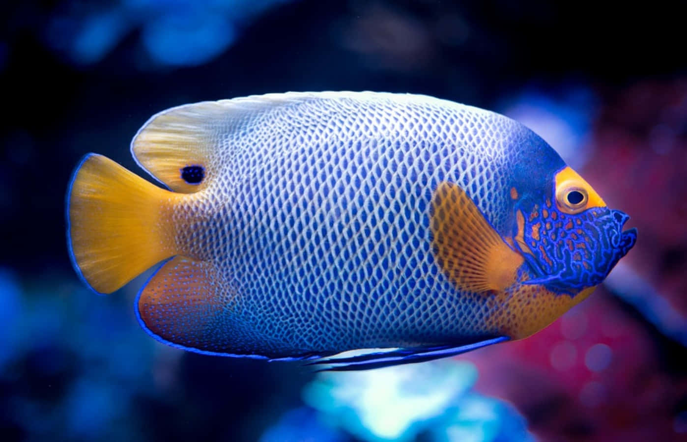 魚 桌布 壁紙 — 一條充滿活力的藍黃色神仙魚在深海光線下，優雅地滑過柔和模糊的珊瑚礁。