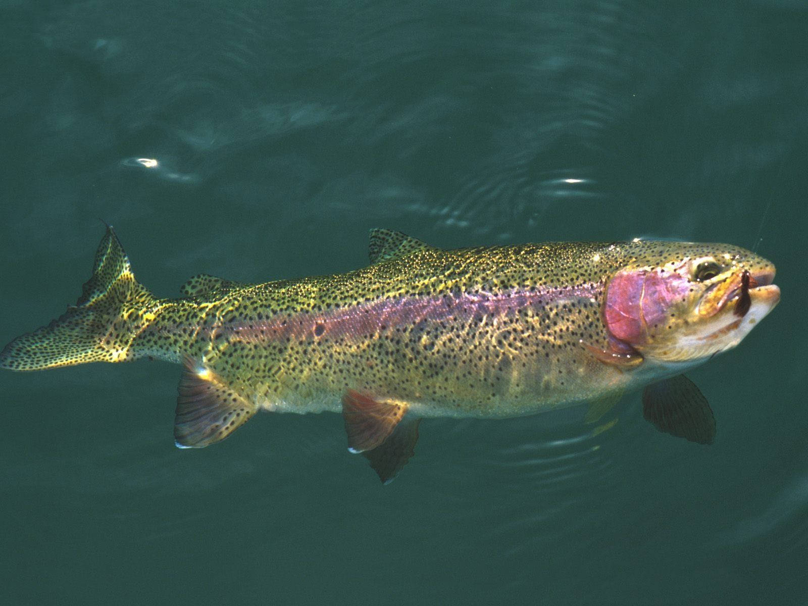 魚 桌布 壁紙 — 一條充滿活力的虹鱒魚在水面附近優雅地游動，其彩虹色的粉紅色條紋和斑點鱗片在清澈的藍綠色水下閃閃發光。