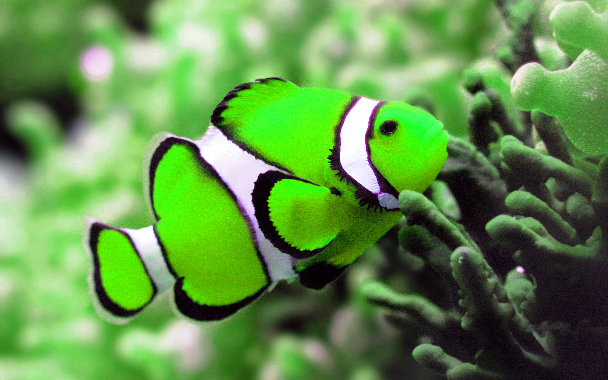 Cool Fish 桌布 壁紙 — 一條充滿活力的螢光綠色小丑魚，帶有醒目的白色和黑色條紋，在茂密的綠色珊瑚中優雅地游動。