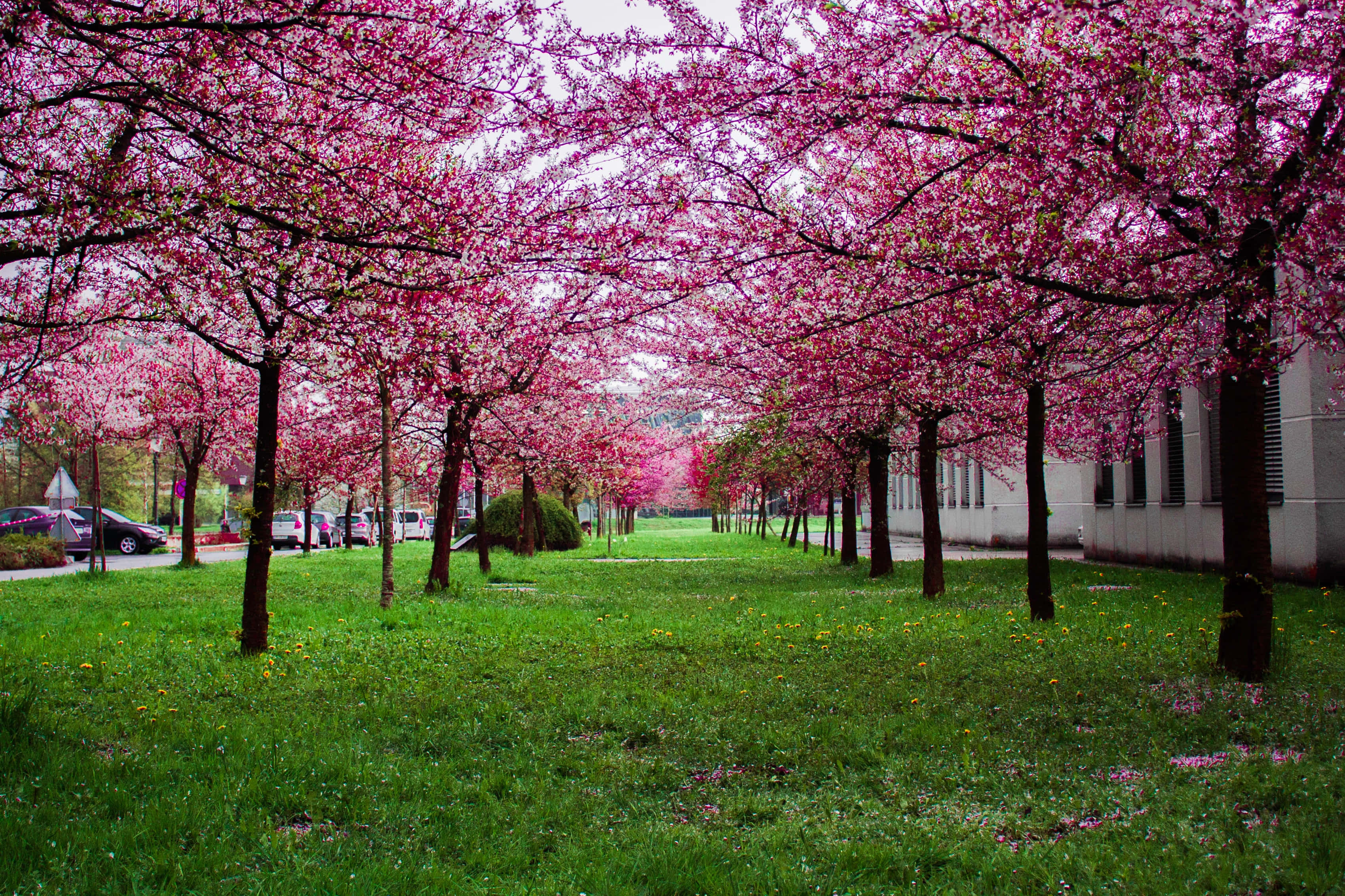 Spring Nature 桌布 壁紙 — 一條充滿活力的路徑，兩旁種滿了盛開的粉紅色櫻花樹，在茂密的綠草上形成了一個樹冠。