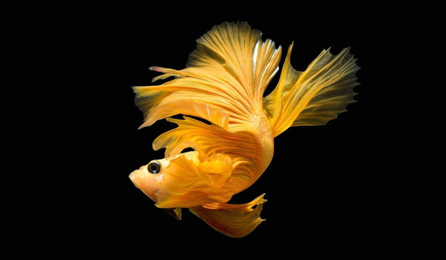 Betta Fish 桌布 壁紙 — 一條充滿活力的金色鬥魚，擺動著流暢的魚鰭，在純黑背景上優雅地滑行。