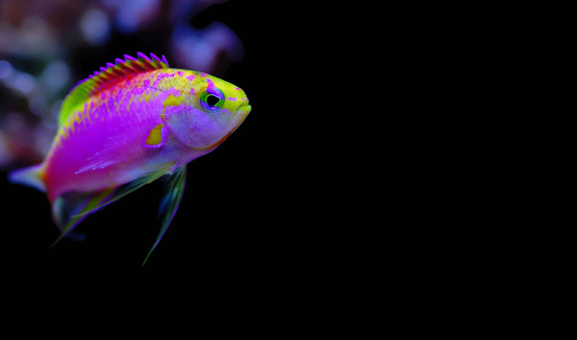 魚 桌布 壁紙 — 一條充滿活力的霓虹魚，帶有粉紅、紫色和綠色色調，在純黑背景下游動。