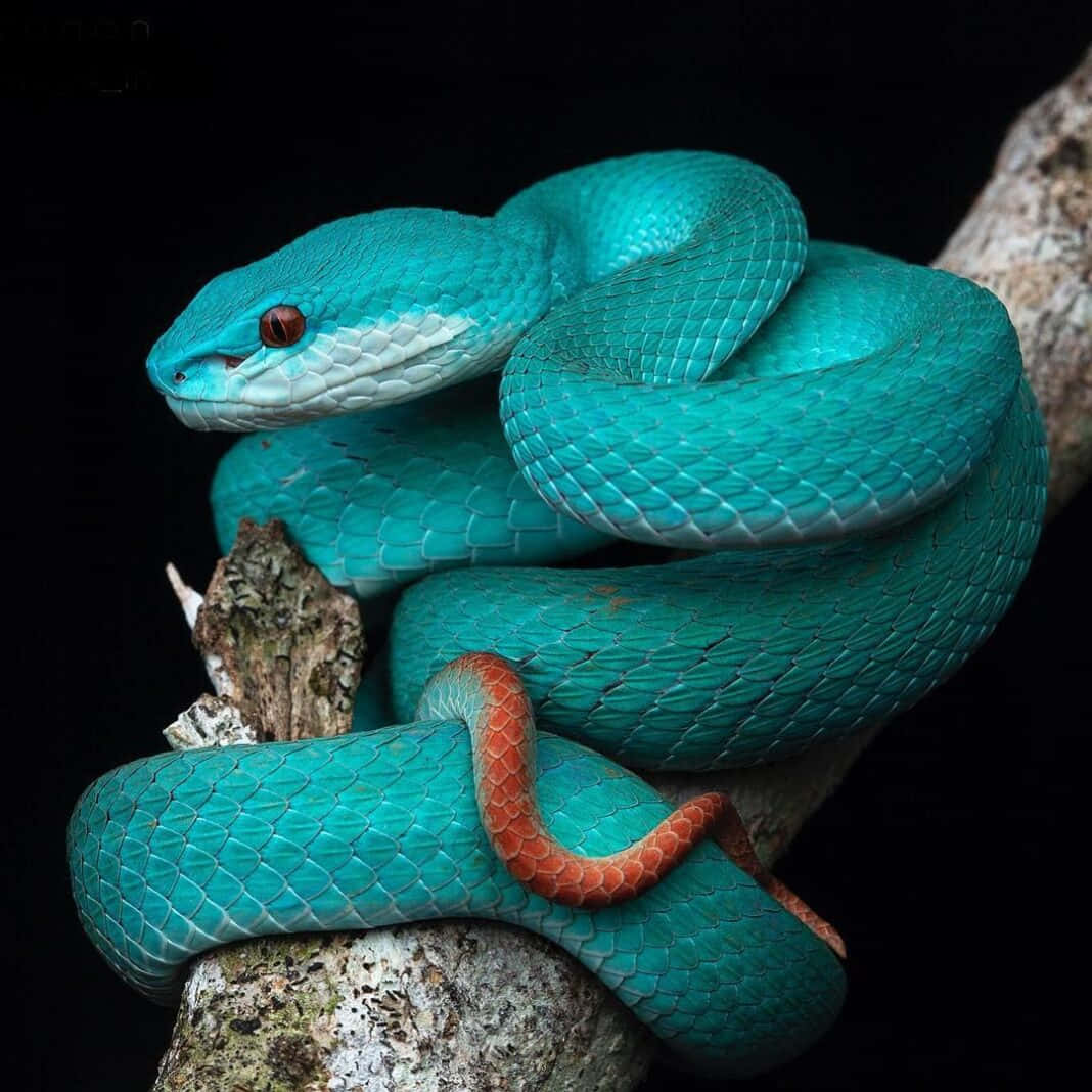 Scary Snake 桌布 壁紙 — 一條充滿活力的青綠色蛇，帶有對比鮮明的橙色尾巴，優雅地纏繞在一條有紋理的樹枝上，背景是純黑色。
