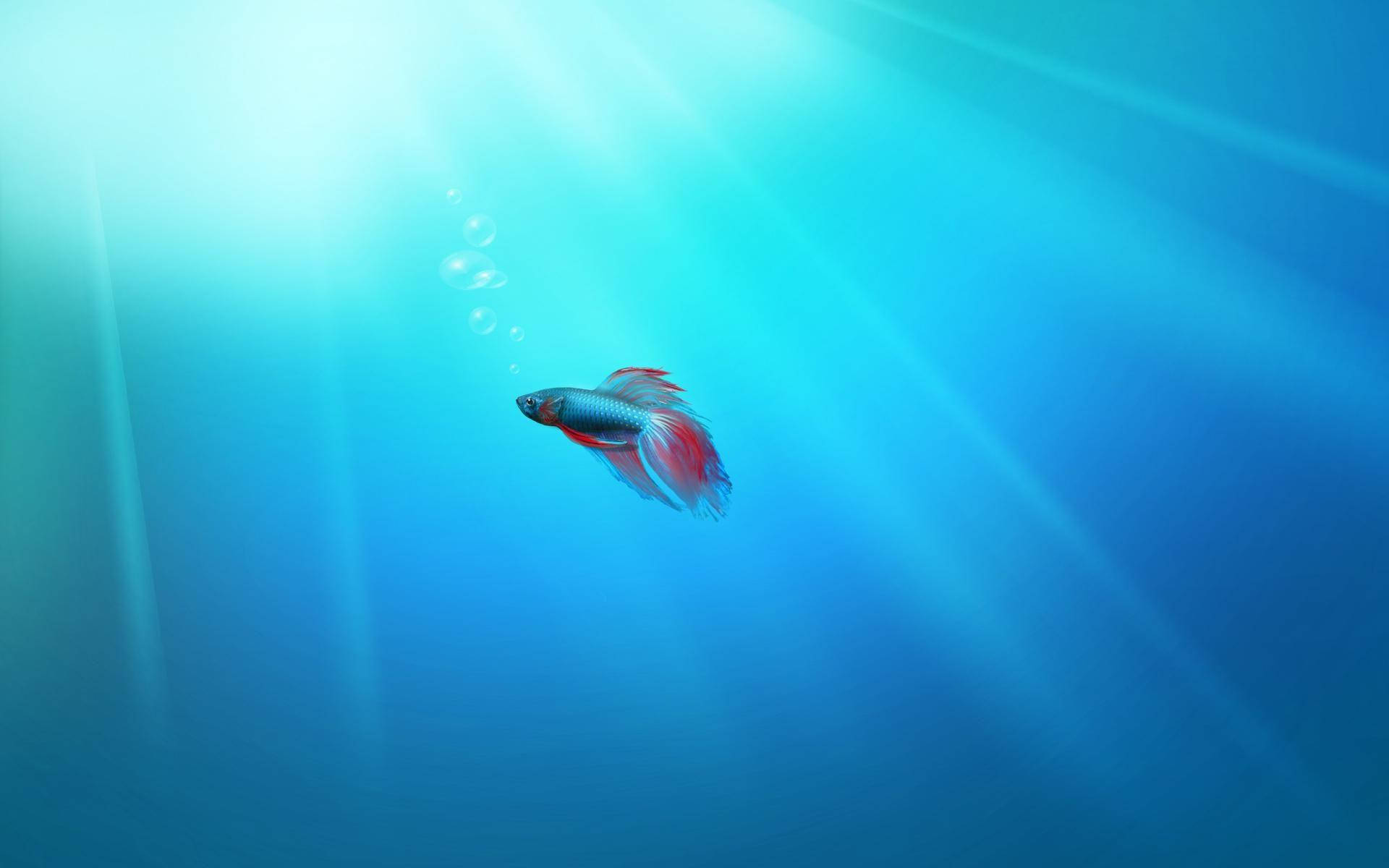 Betta Fish 桌布 壁紙 — 一條充滿活力的鬥魚在陽光照耀的藍色水中優雅地游動，伴隨著光線和漂浮的氣泡。