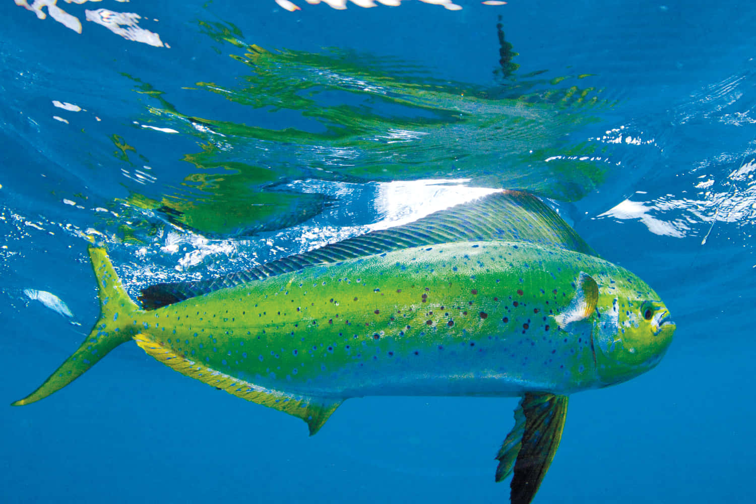 魚 桌布 壁紙 — 一條充滿活力的鬼頭刀魚優雅地在陽光穿透清澈藍色海水的海面附近游動。