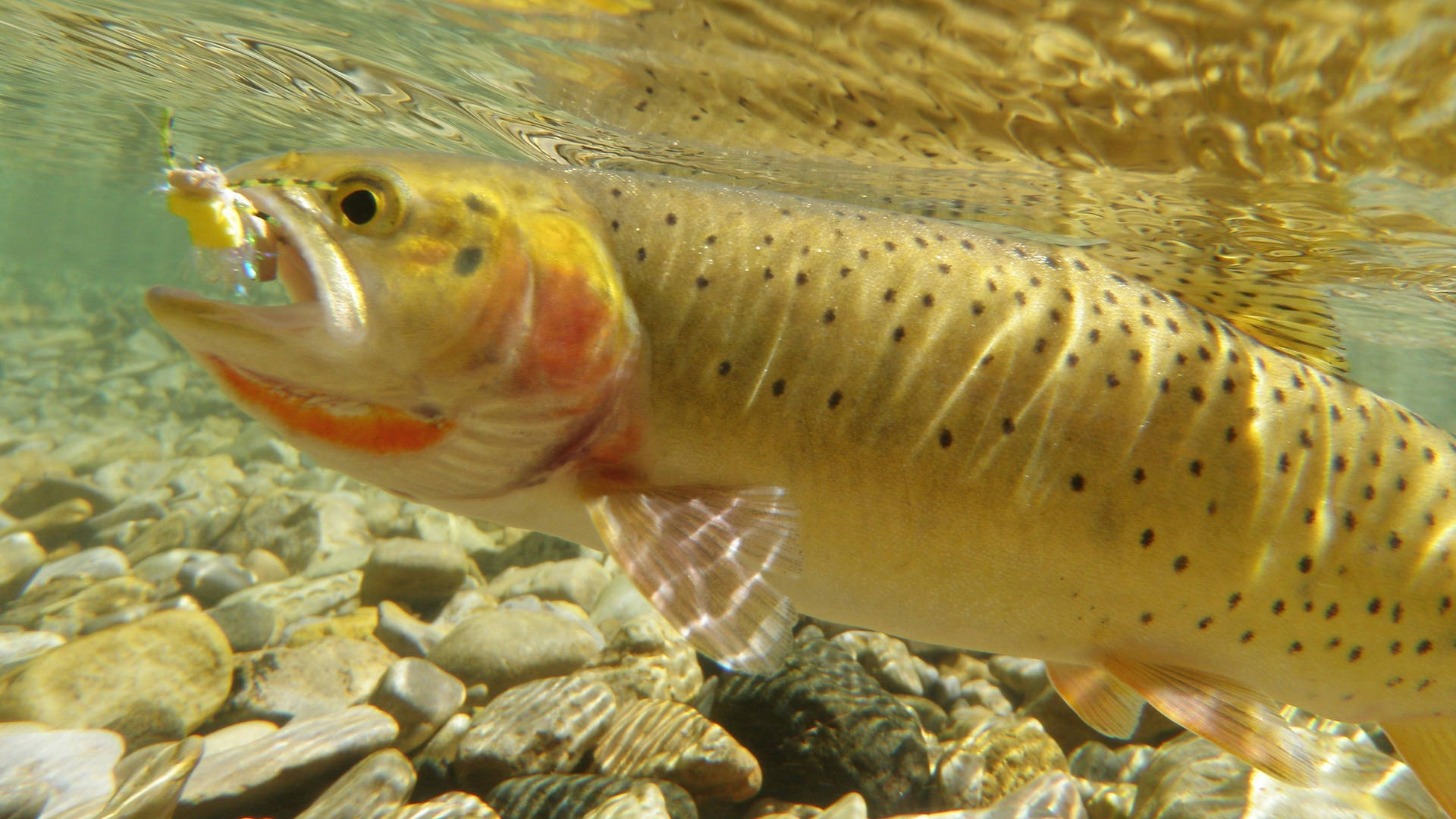 Fishing 桌布 壁紙 — 一條充滿活力的鱒魚，帶有黑色斑點和橙色斑紋，在陽光照射的鵝卵石附近水下咬住魚餌。