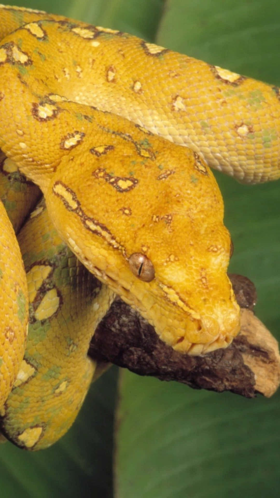 Yellow Snake 桌布 壁紙 — 一條充滿活力的黃綠色樹蟒在茂密的熱帶樹葉中優雅地纏繞在樹枝上。