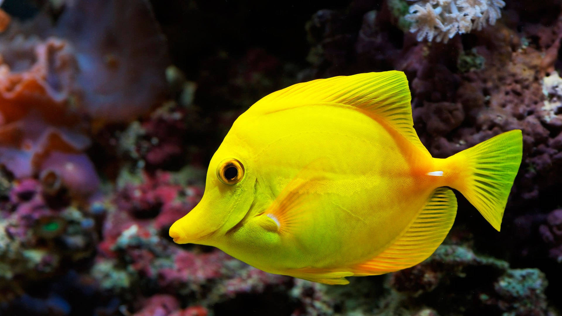 酷魚 桌布 壁紙 — 一條充滿活力的黃色刺尾魚在熱帶海底場景中，優雅地在色彩繽紛的珊瑚礁間游動。