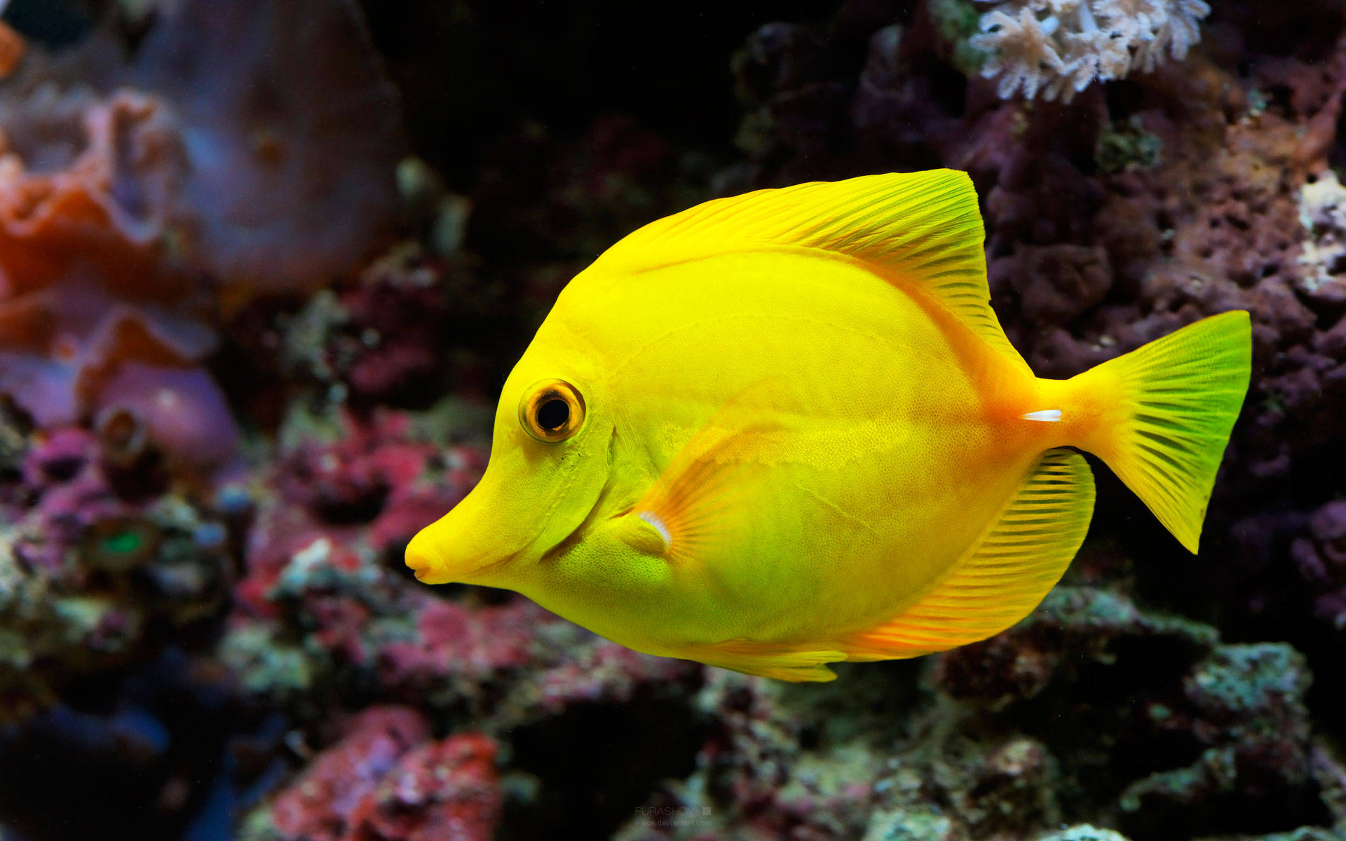 魚 桌布 壁紙 — 一條充滿活力的黃色刺尾魚在色彩繽紛的珊瑚和海洋生物中優雅地游動，呈現生動的水下場景。