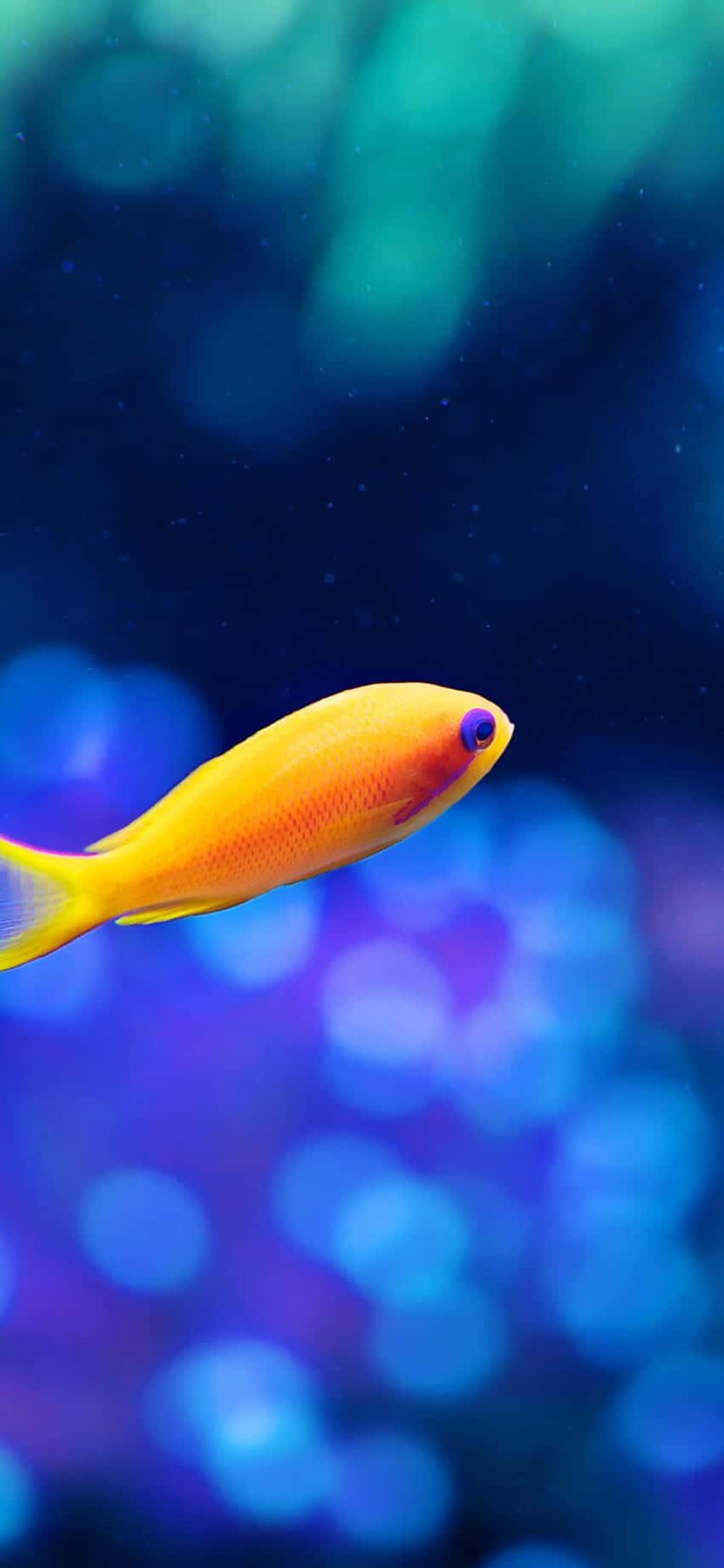 Aquarium iPhone 桌布 壁紙 — 一條充滿活力的黃色魚，擁有紫色眼睛，在夢幻般的藍色水下場景中滑行，帶有柔和發光的光暈。