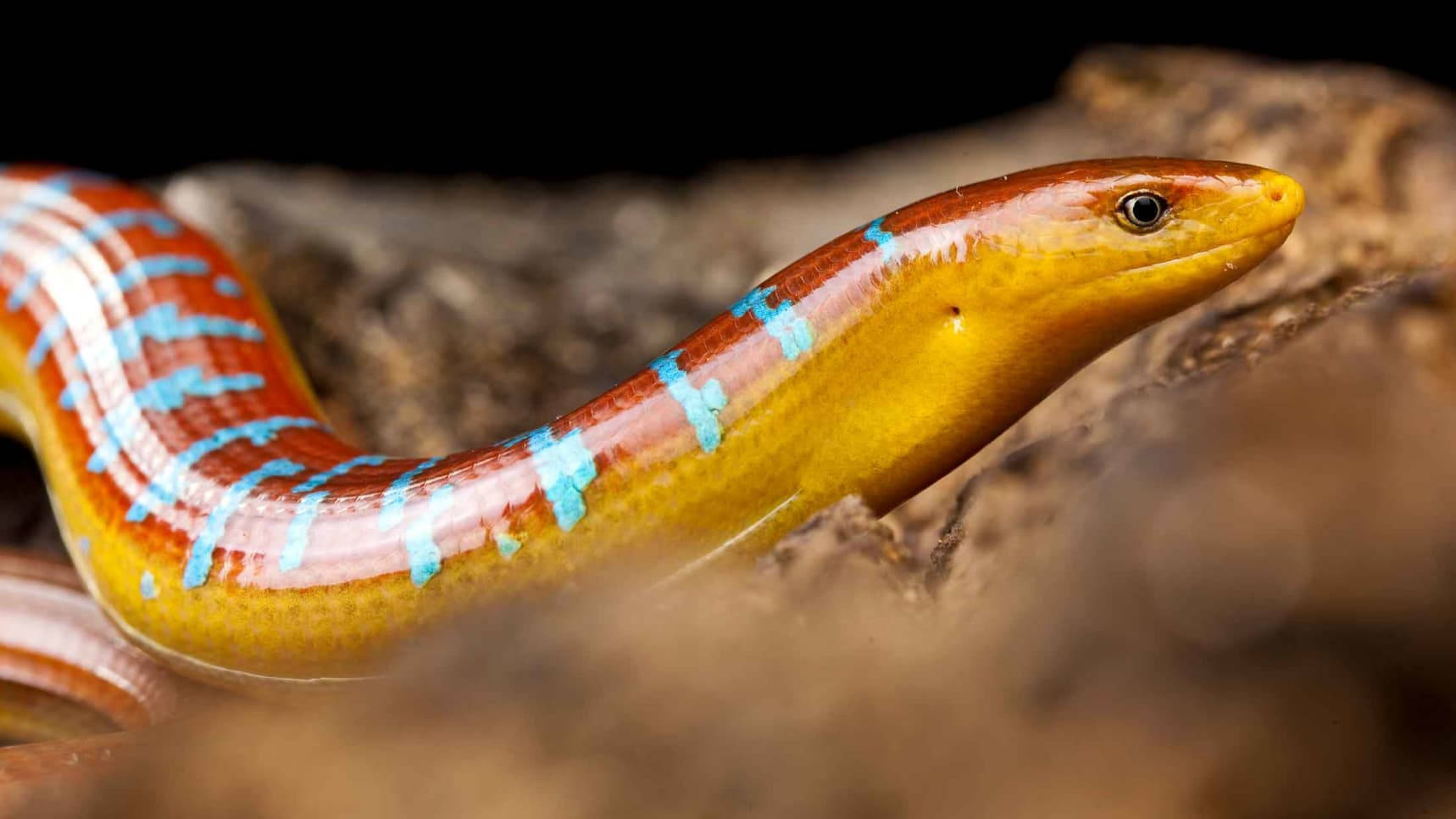 reptiles 桌布 壁紙 — 一條充滿活力的黃藍條紋玻璃蜥蜴在深色背景下的紋理棕色岩石上休息。