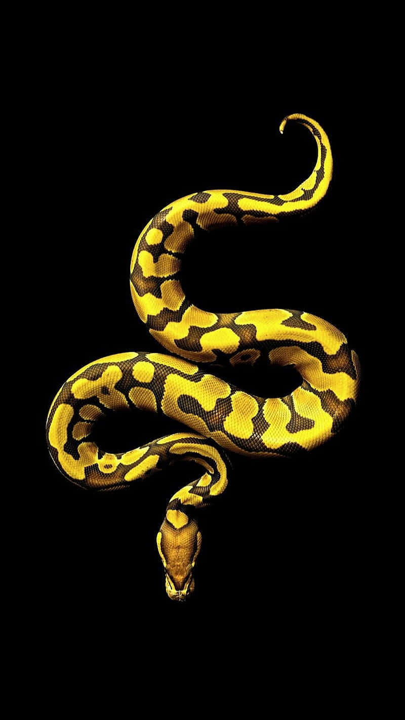 Yellow Snake 桌布 壁紙 — 一條充滿活力的黃黑花紋蟒蛇在純黑背景上優雅地盤繞。