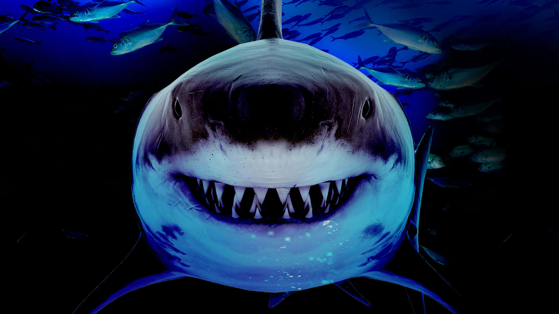 Scary Shark 桌布 壁紙 — 一條兇猛的大白鯊直視前方，周圍是發光的藍色海水和剪影魚群。