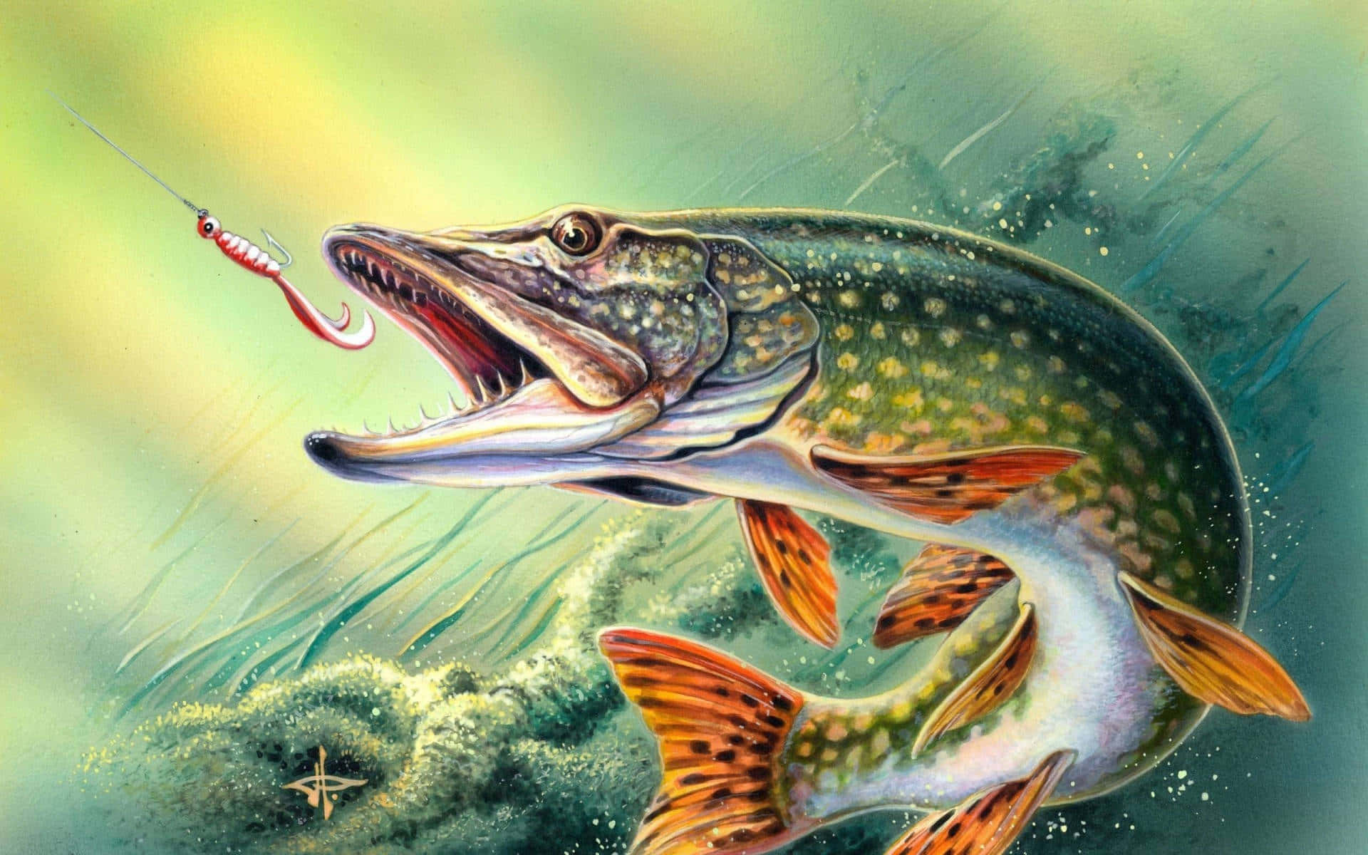 Fishing Bait 桌布 壁紙 — 一條兇猛的梭子魚在水下猛衝，用鋒利的牙齒在綠色水生植物中奪取紅色假餌。