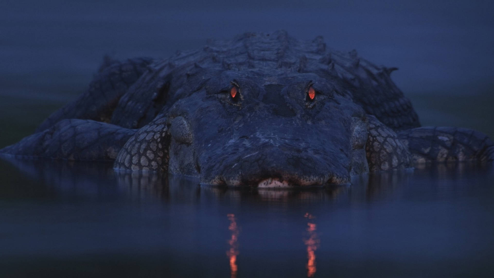Alligator 桌布 壁紙 — 一條兇猛的鱷魚從黑暗的水中浮現，其發光的橙色眼睛在暮色中平靜的水面上反射。