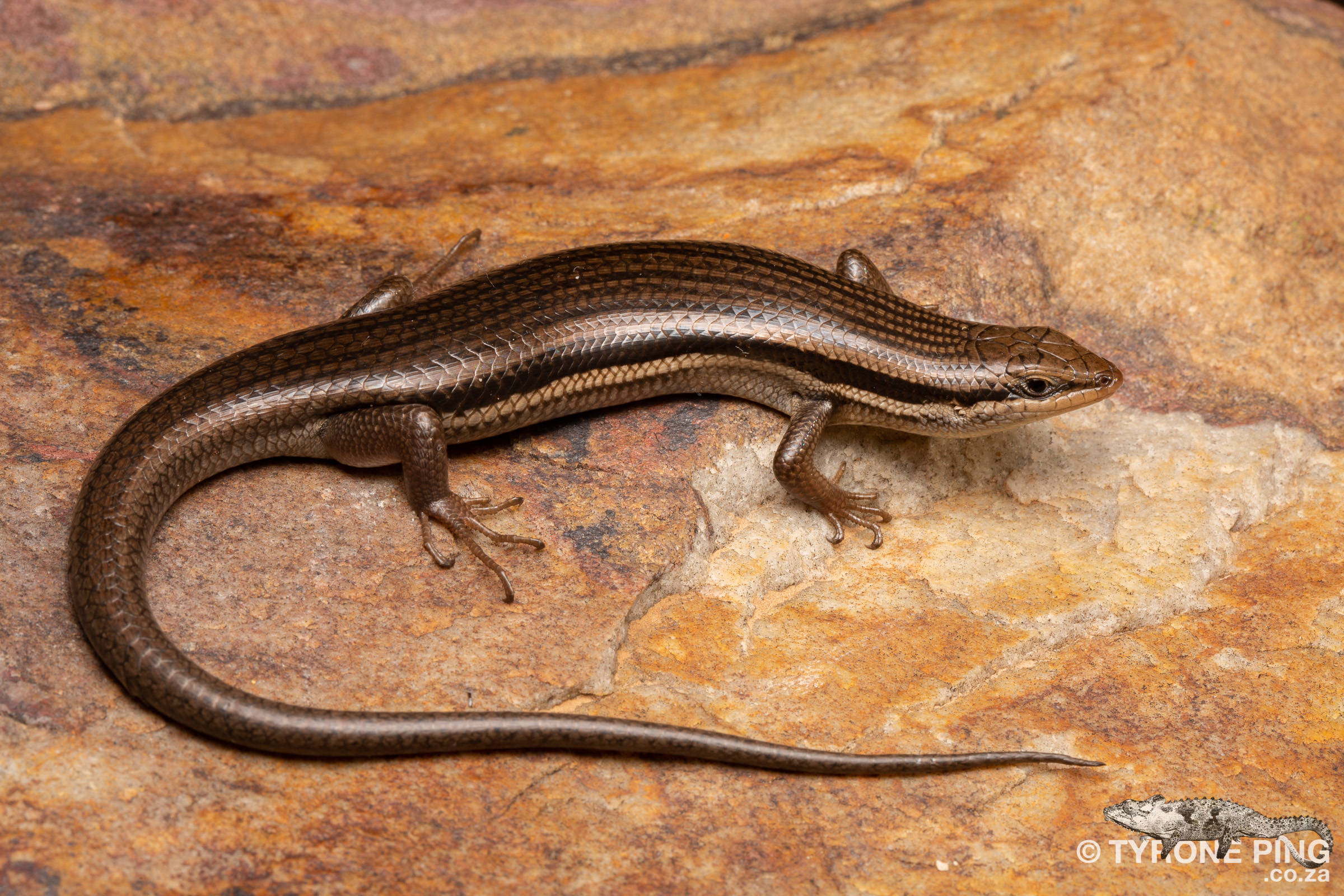 reptile 桌布 壁紙 — 一條光滑的棕色石龍子，背部有條紋，警覺地停在質感豐富的橙色和棕色岩石上。