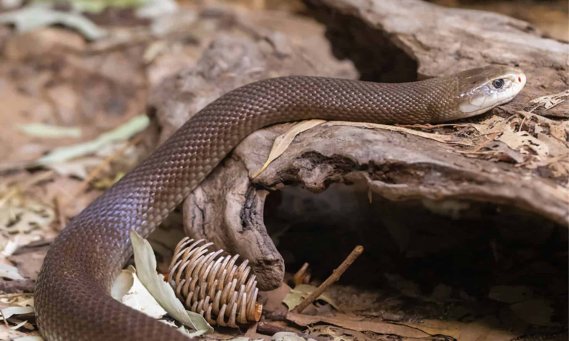 Brown Snake 桌布 壁紙 — 一條光滑的棕色蛇，腹部蒼白，盤繞在風化的樹皮上，周圍有乾樹葉和一個松果。