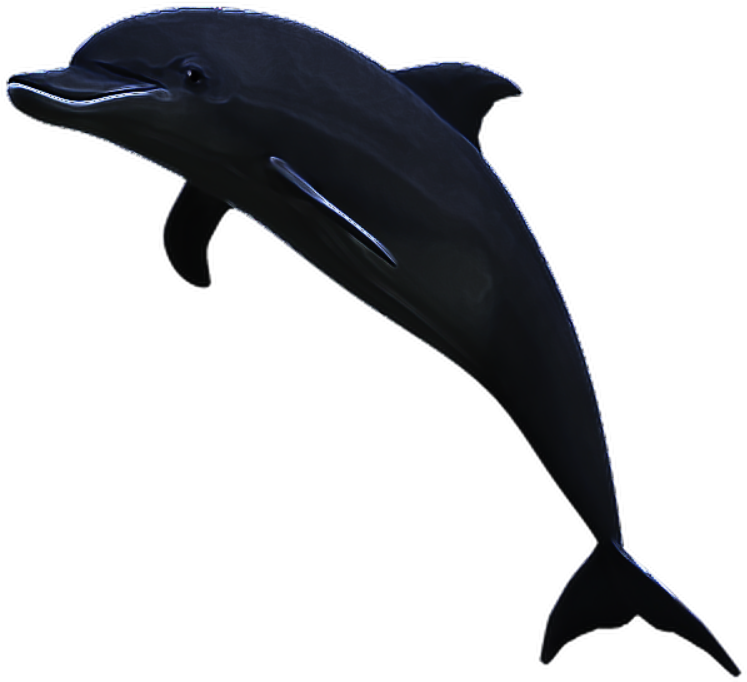dolphins 桌布 壁紙 — 一條光滑的深色海豚在純黑色背景上優雅地躍起，其彎曲的身體上有微妙的亮點。