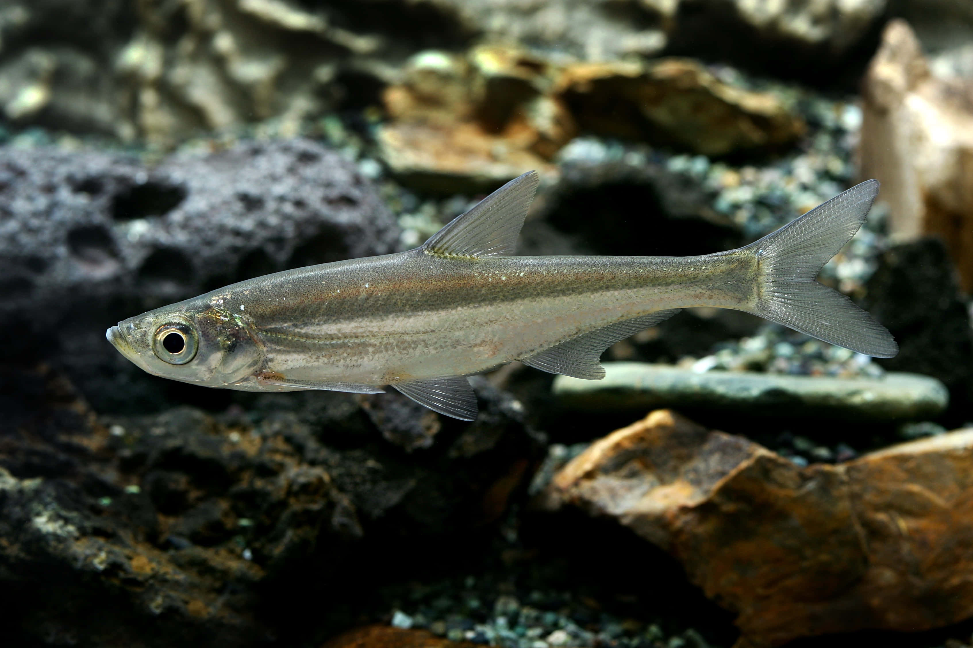 3d Fish 桌布 壁紙 — 一條光滑的銀色魚在清澈的水中滑過深色火山岩和卵石床。