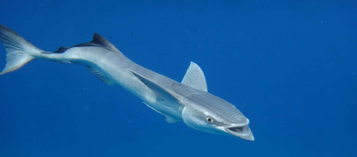 Remora 桌布 壁紙 — 一條光滑的銀色鯊魚張開少許嘴巴，在清澈的藍色海水中滑行。