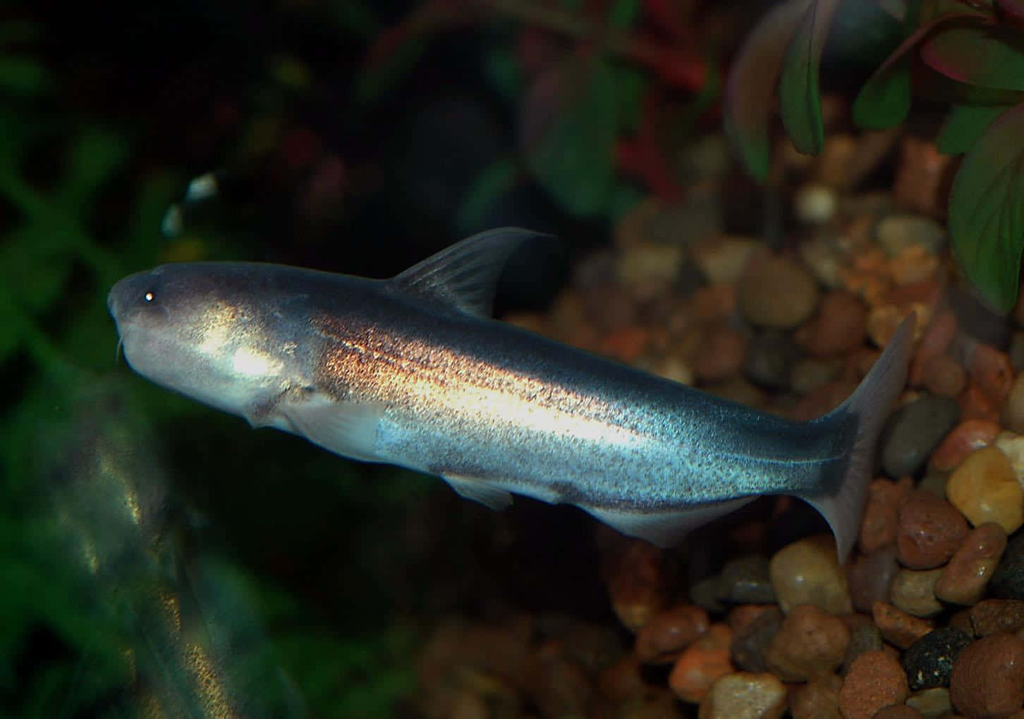catfish 桌布 壁紙 — 一條光滑的銀色鯰魚在茂密的綠色水族箱環境中優雅地滑過色彩繽紛的鵝卵石。