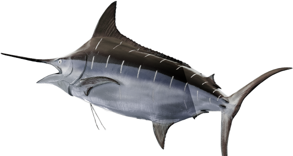 Swordfish 桌布 壁紙 — 一條光滑的馬林魚，帶有銀藍色鱗片和長而尖的喙，在黑色背景的透明水中滑行。