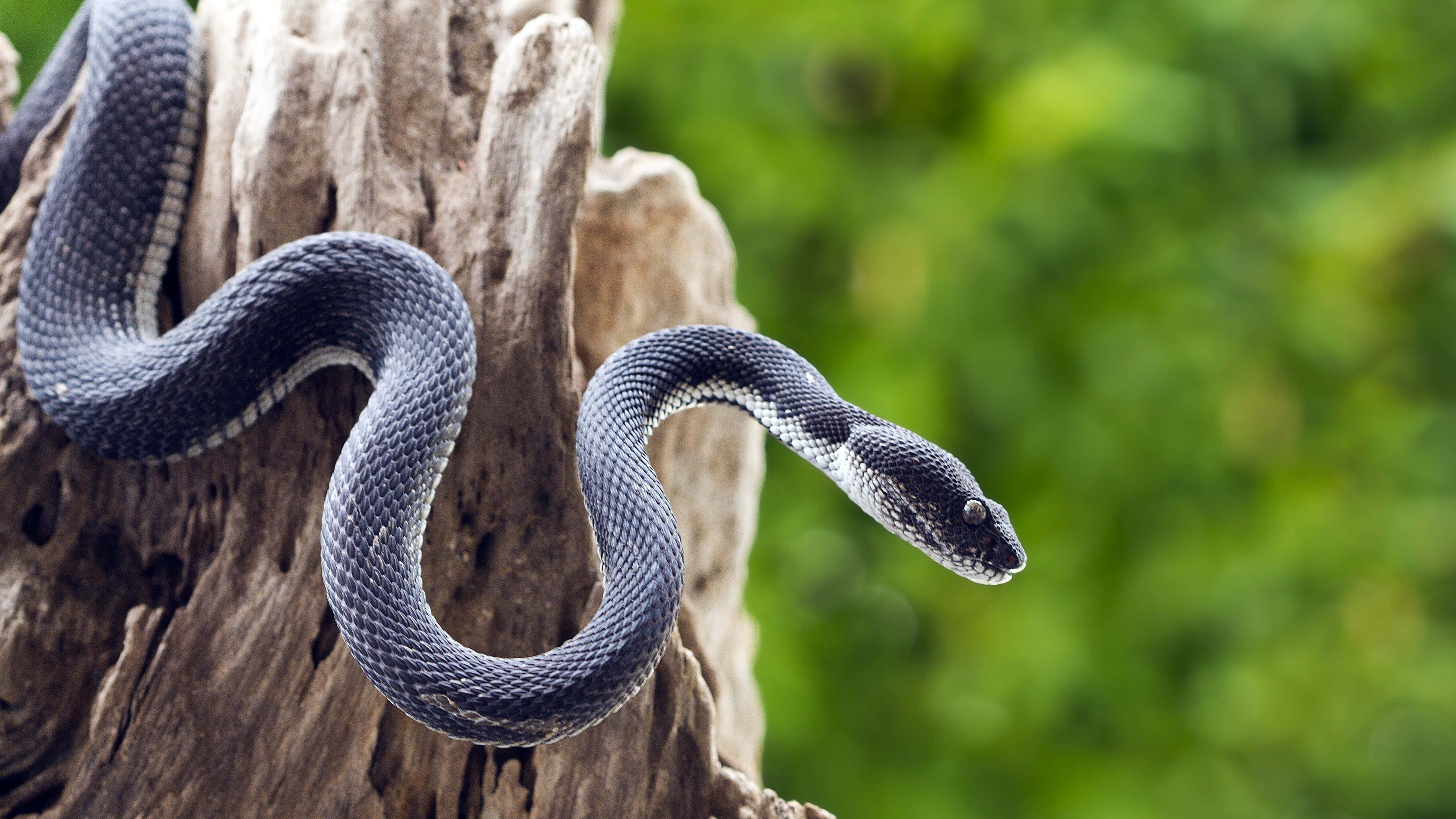 Scary Snake 桌布 壁紙 — 一條光滑的黑白蛇優雅地纏繞在風化的樹樁上，背景是柔和的綠色森林。