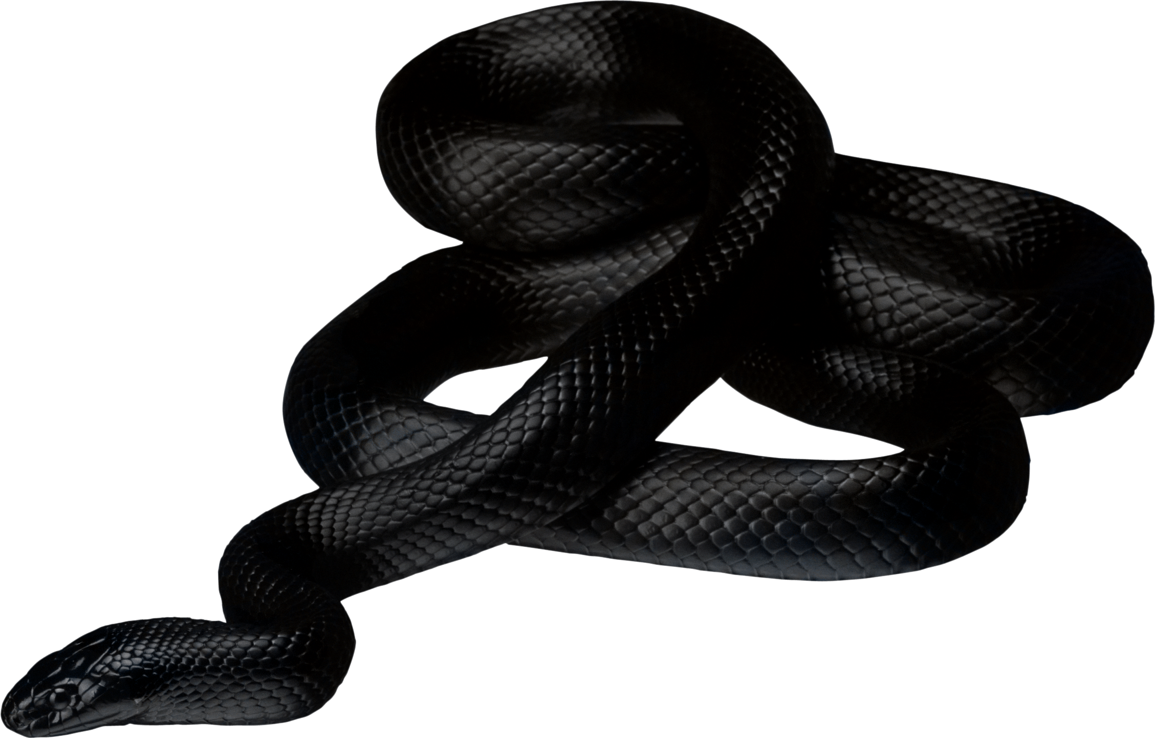 snakes 桌布 壁紙 — 一條光滑的黑色蛇在純黑色背景上優雅地盤繞，其鱗片捕捉到微妙的亮點。