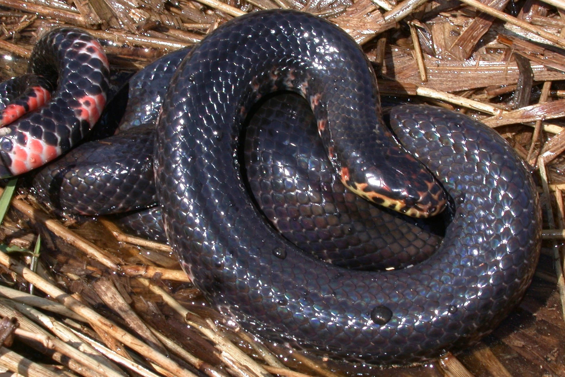 reptile 桌布 壁紙 — 一條光滑的黑色蛇帶有鮮豔的紅色和黃色斑紋，優雅地纏繞在濕潤的棕色蘆葦中。