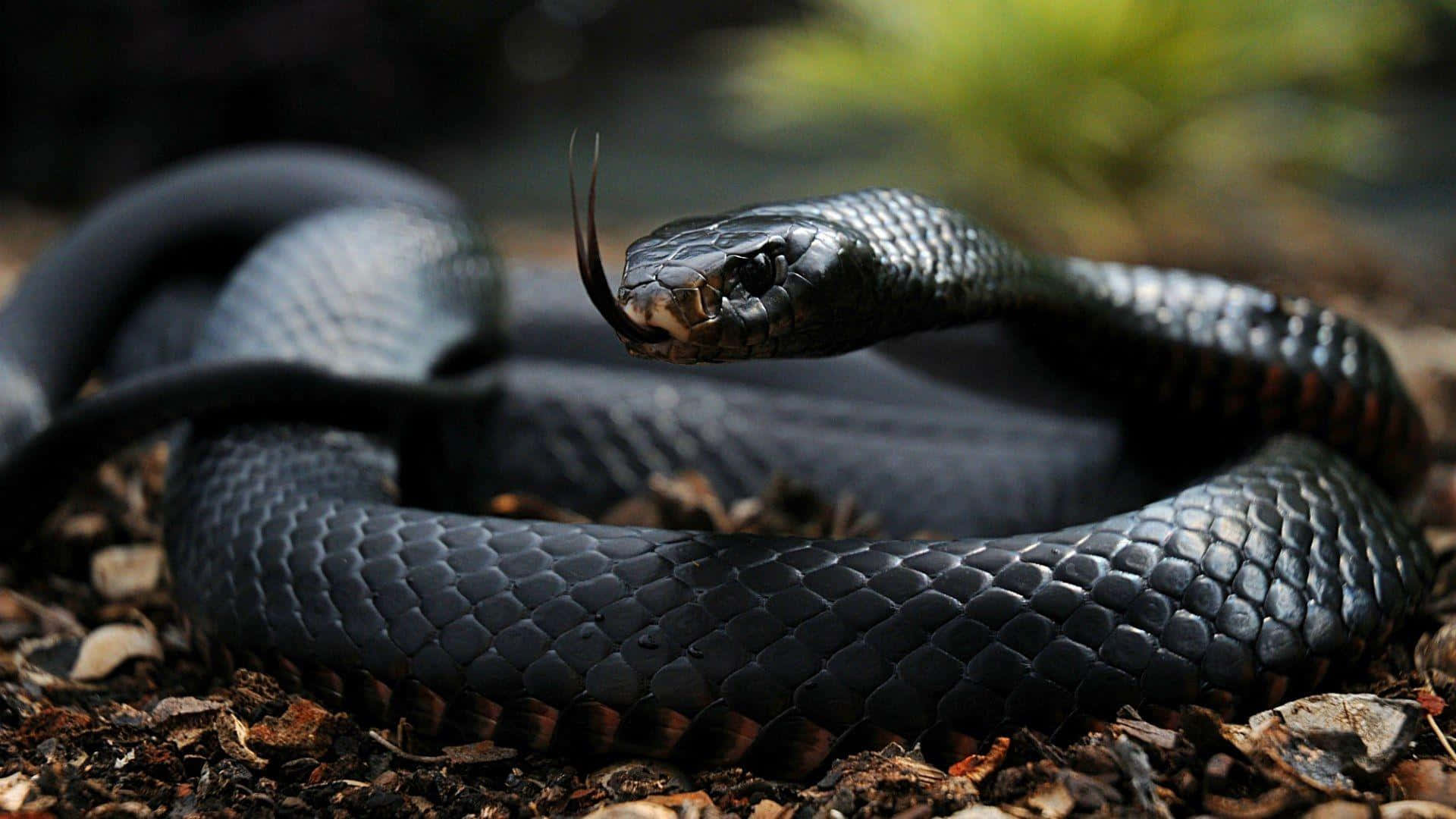 Cobra Snake 桌布 壁紙 — 一條光滑的黑蛇在森林地面上警覺地盤繞，舌頭伸出，景深較淺。