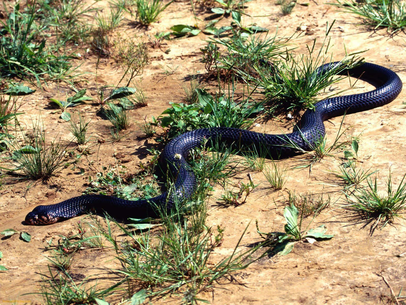 Cobra Snake 桌布 壁紙 — 一條光滑的黑蛇在陽光普照的乾燥土地上，優雅地纏繞在稀疏的綠草間。