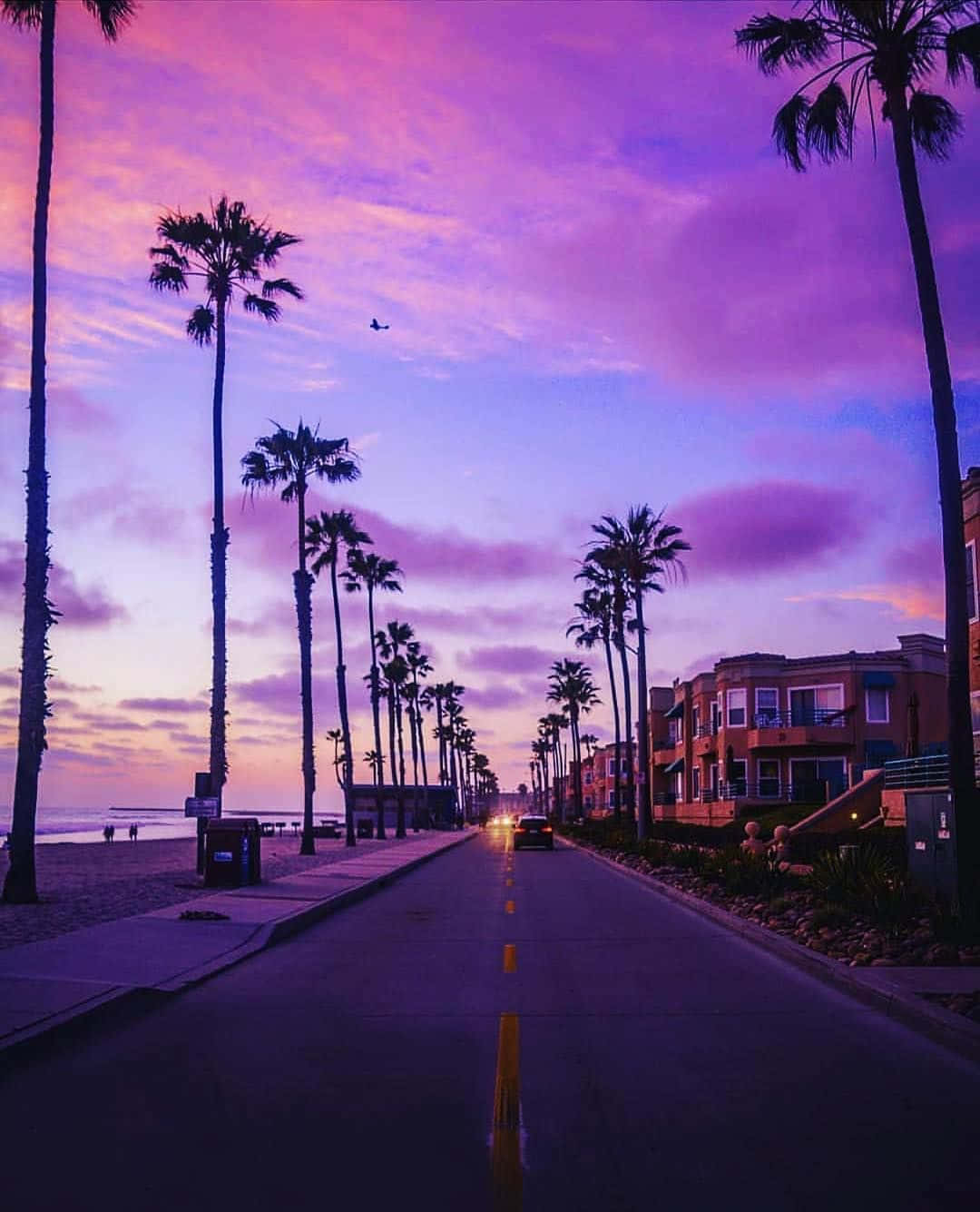Miami 桌布 壁紙 — 一條兩旁種滿棕櫚樹的海岸道路，向著海洋上充滿活力的紫色和粉紅色日落天空延伸。